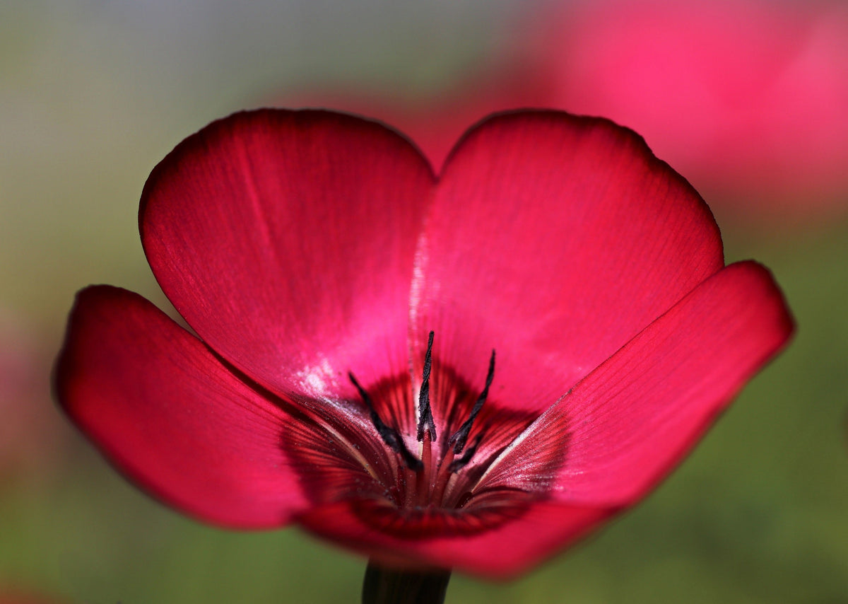 500 Red SCARLET FLAX Linum Grandiflorum Rubrum Flower Seeds