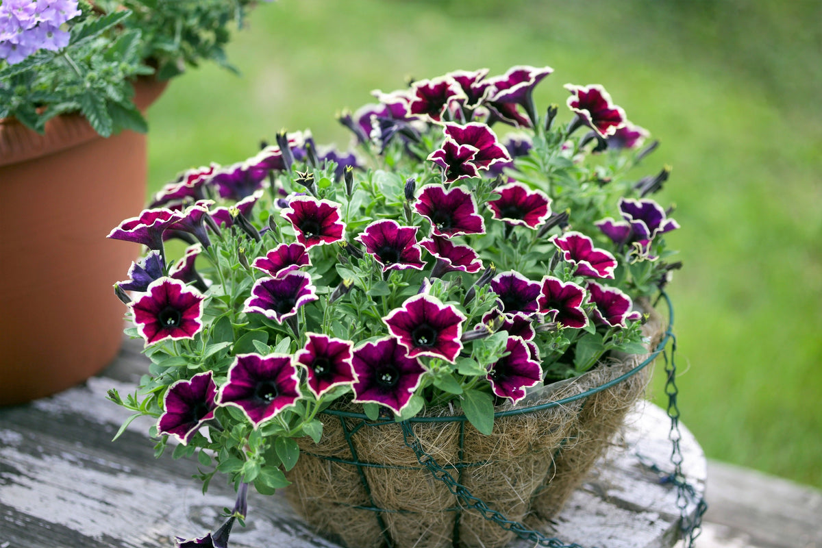 50 PICOTEE MIX PETUNIA Multiflora Mixed Colors Bicolor White Blue Purple Pink Red Flower Seeds