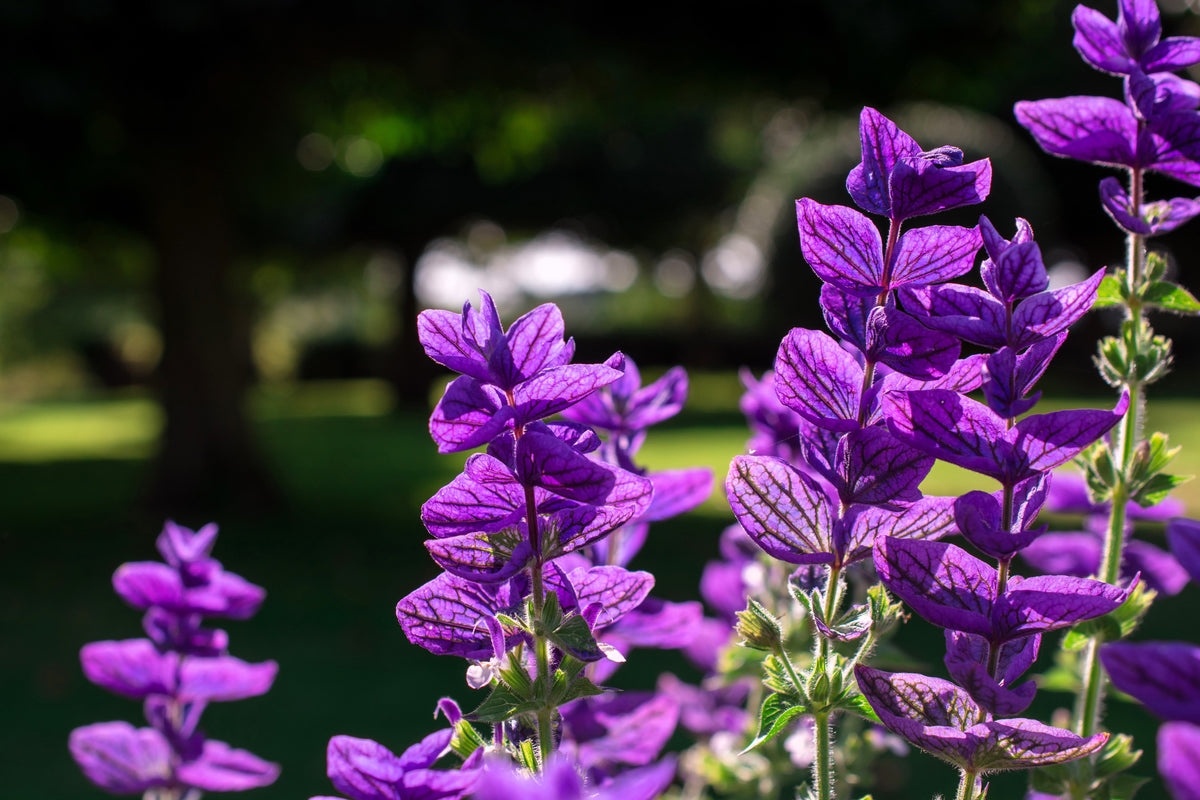 50 BLUE Monday CLARY SAGE Salvia Viridis Horminum Herb Flower Seeds