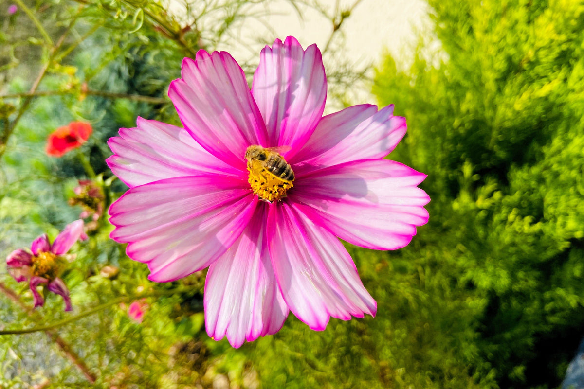 300 CANDY STRIPE COSMOS Bipinnatus Pink White Flower Seeds