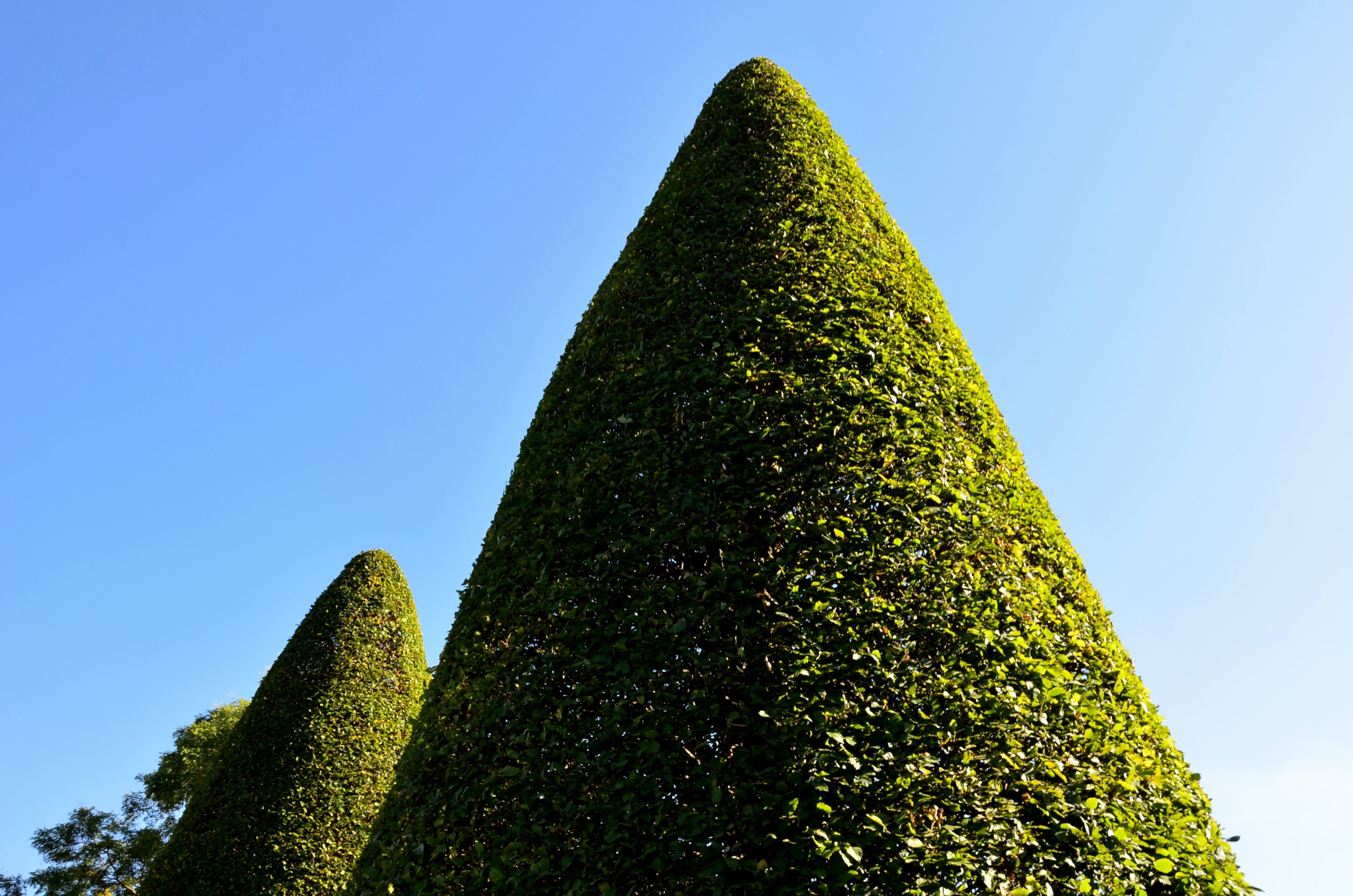 30 AMERICAN BOXWOOD Common Buxus Sempervirens European Box Shrub Seeds