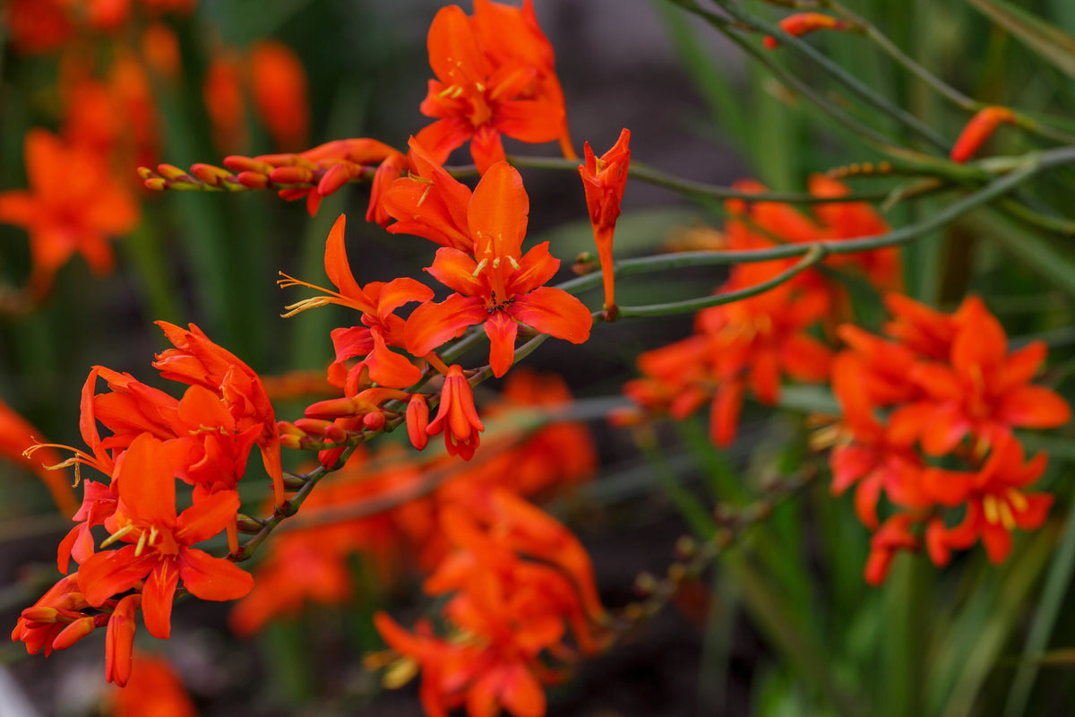 10 RED LUCIFER CROCOSMIA Crocosmia Masoniorum Flower Seeds