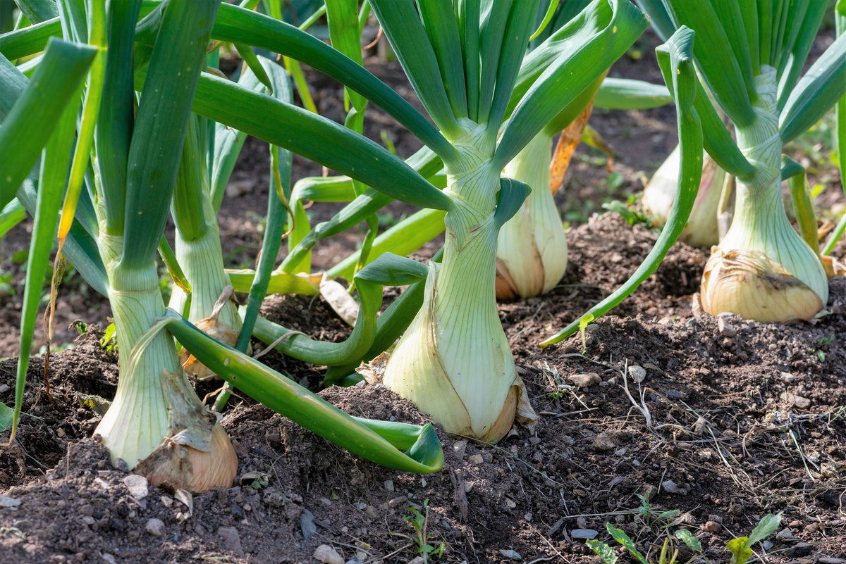 500 Sweet WHITE SPANISH ONION Allium Cepa Vegetable Seeds