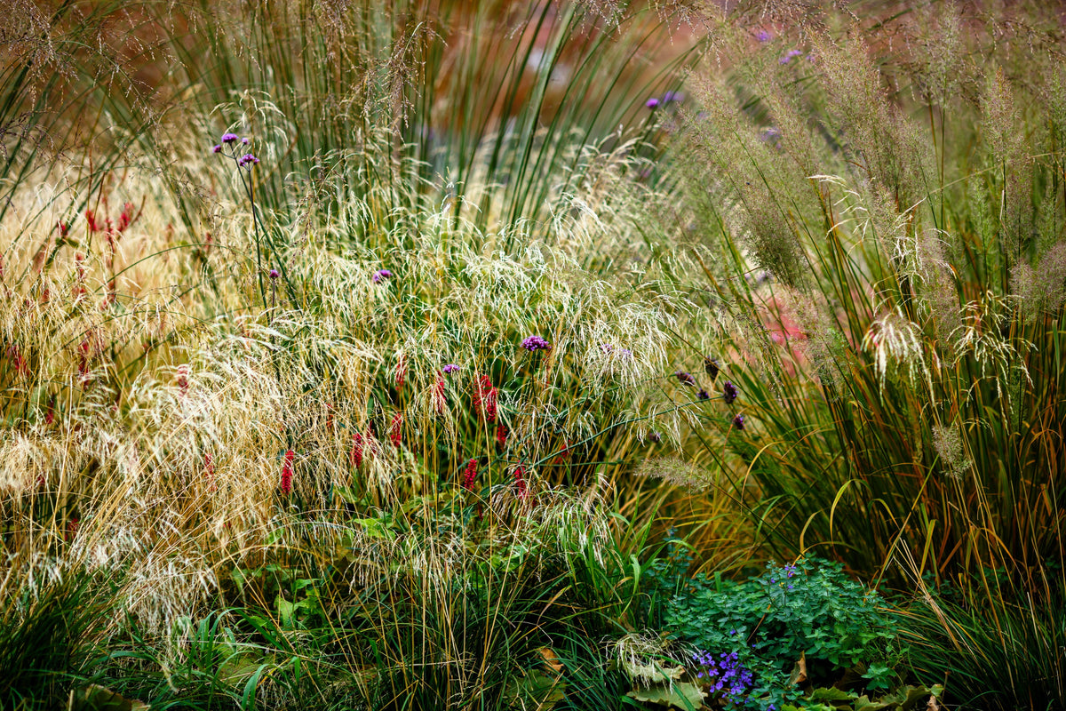 200 TUFTED HAIRGRASS Tussock Grass Deschampsia Cespitosa Moist Ornamental Native Seeds