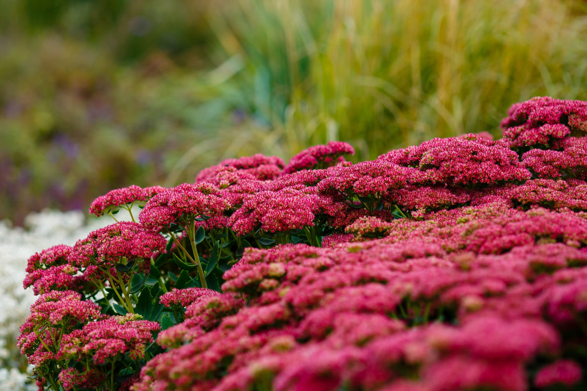 10 EMPEROR'S WAVE SEDUM Red Upright Telephium Succulent Stonecrop Flower Hylotelephium Seeds