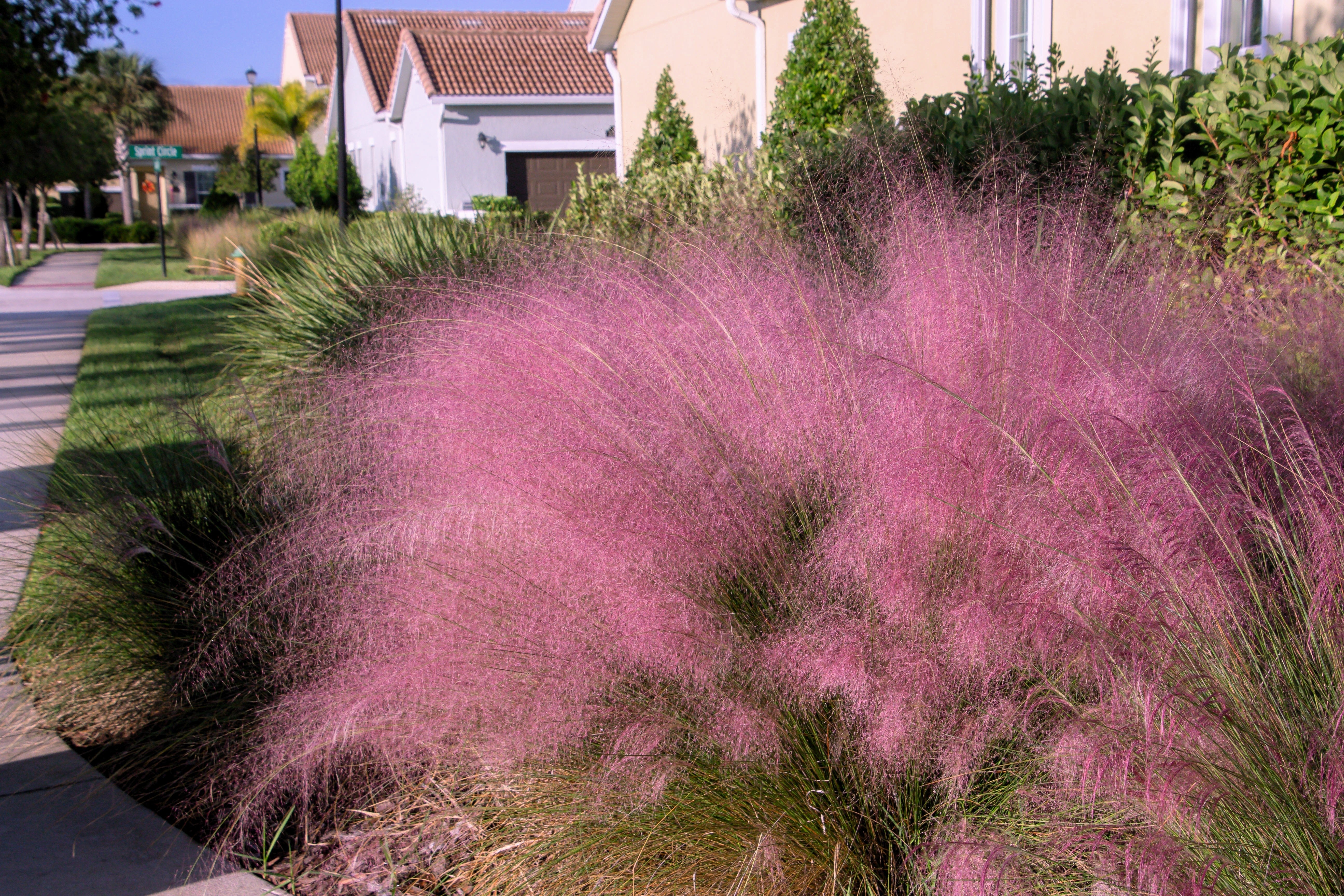 40 PINK MUHLY GRASS Cotton Candy Grass Muhlenbergia Capillaris Native Seeds
