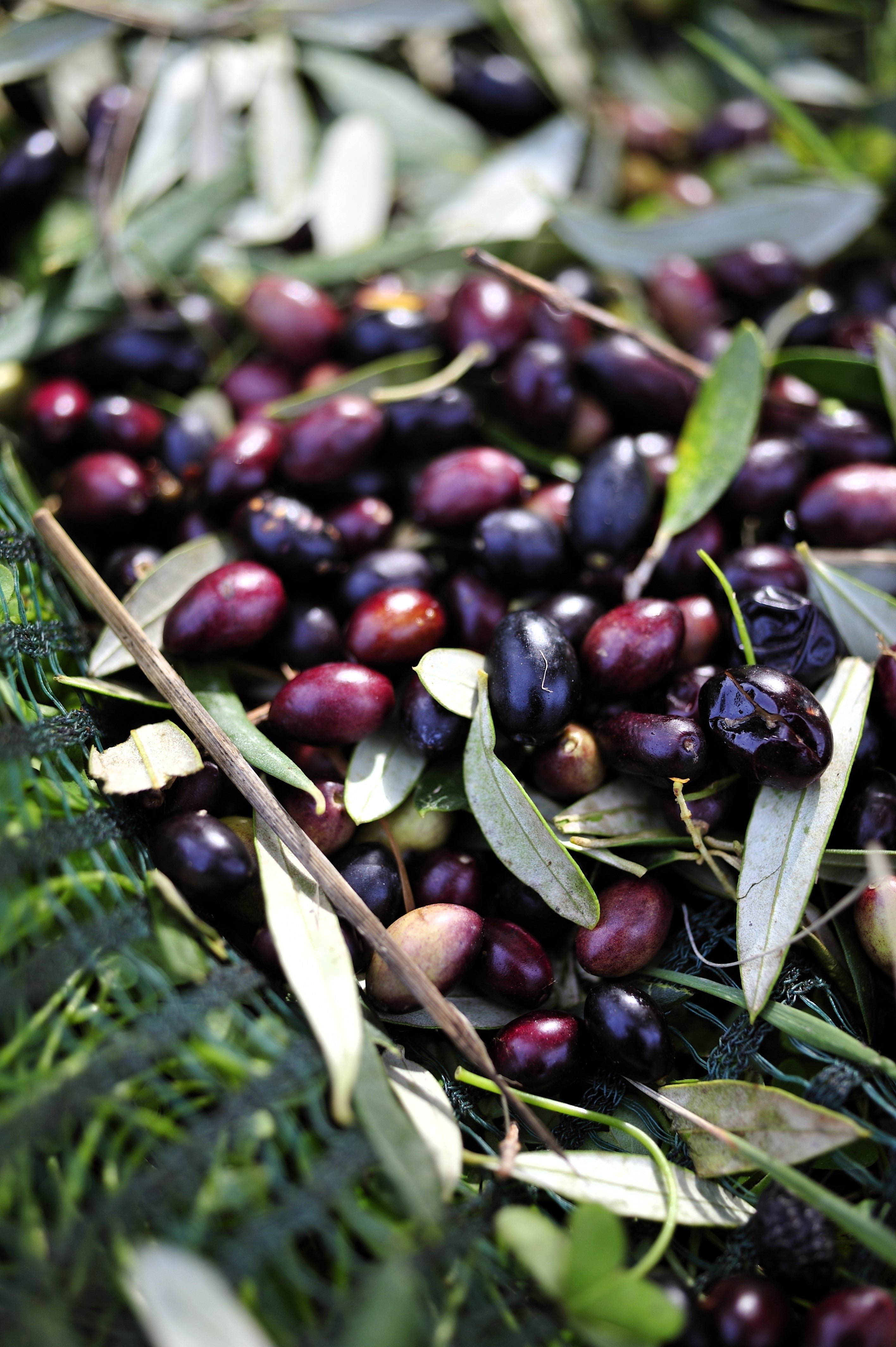 15 EUROPEAN OLIVE TREE Olea Europaea Edible Common Green Black Fruit Seeds