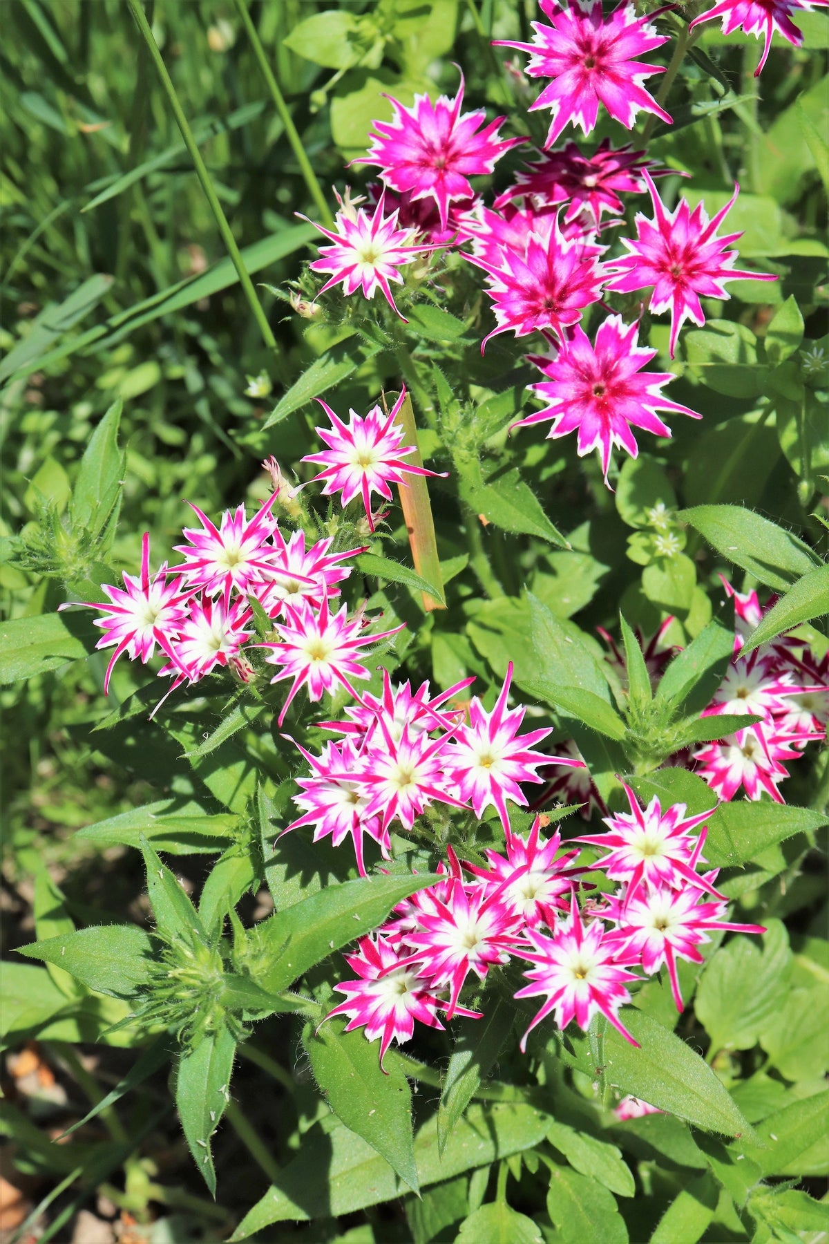 100 TWINKLE DWARF PHLOX Drummondii Cuspidata var. Stellaris Star Mix Two Tone Mixed Colors Pink Purple Red White Flower Seeds