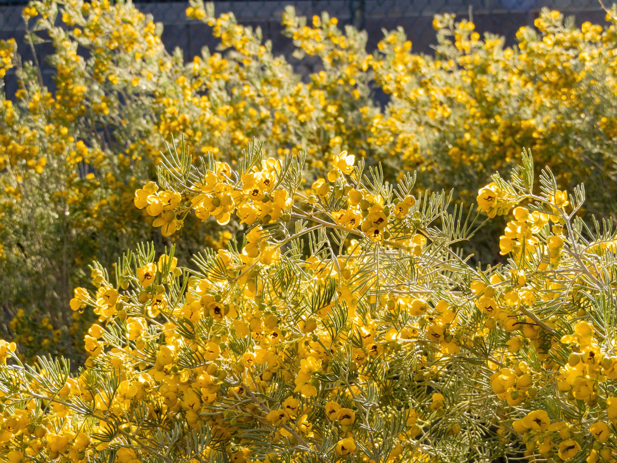 50 Yellow FEATHERY Silver CASSIA Green Senna Artemisioides Seeds
