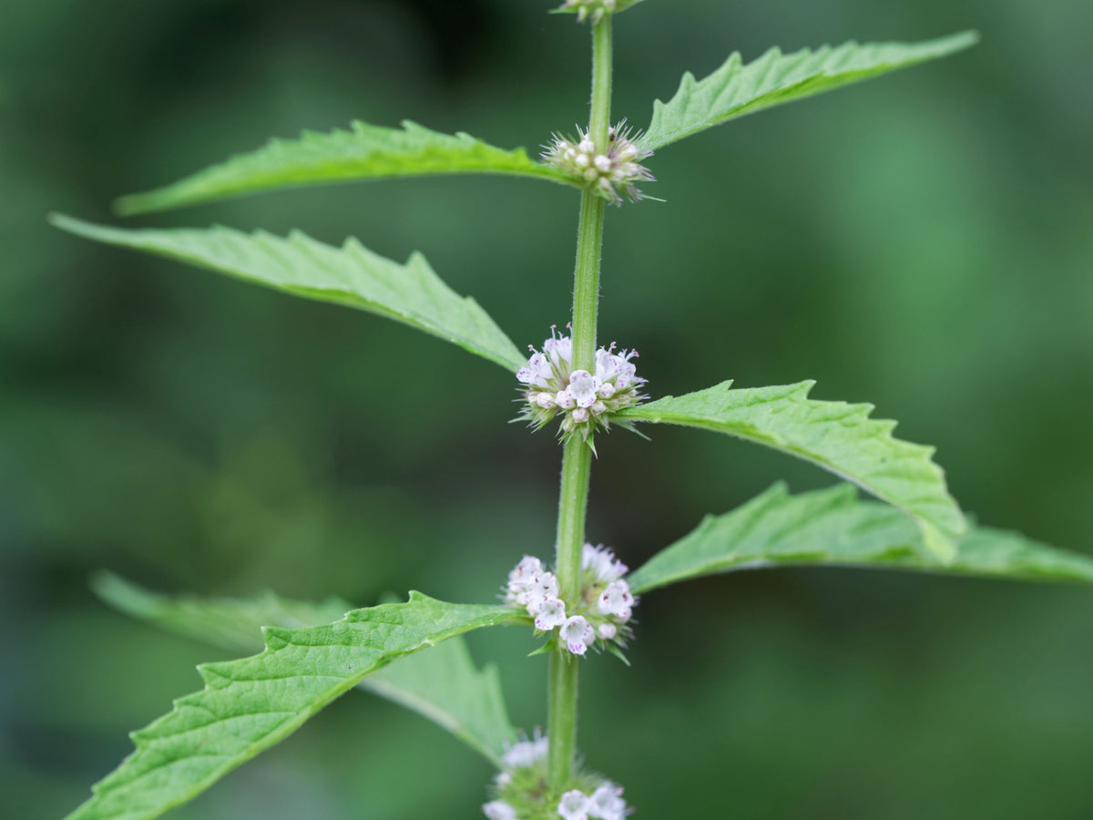 20 WATER HOREHOUND Lycopus Americanus American Bugleweed Herb Flower Seeds