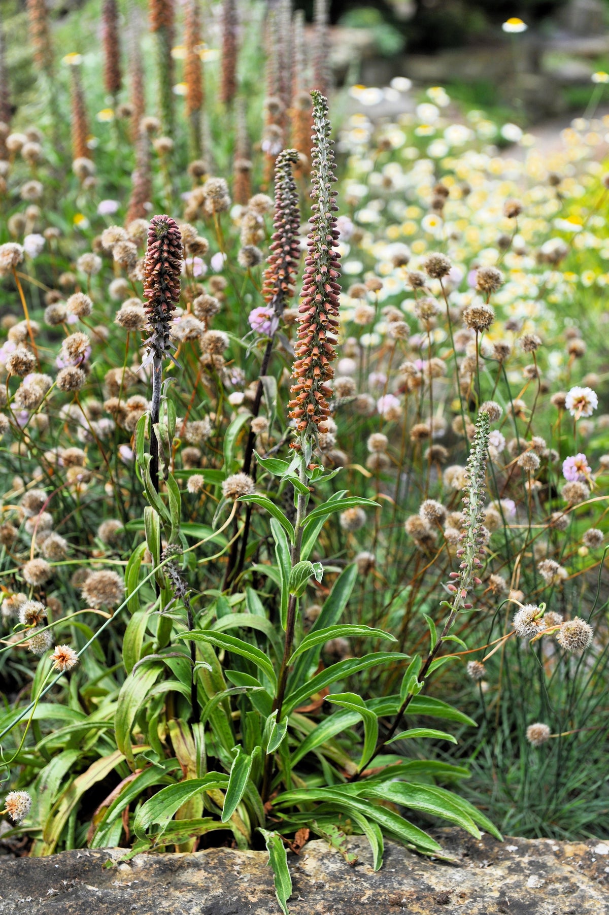 20 MILK CHOCOLATE FOXGLOVE Spanish Digitalis Parviflora Red Brown Flower Seeds