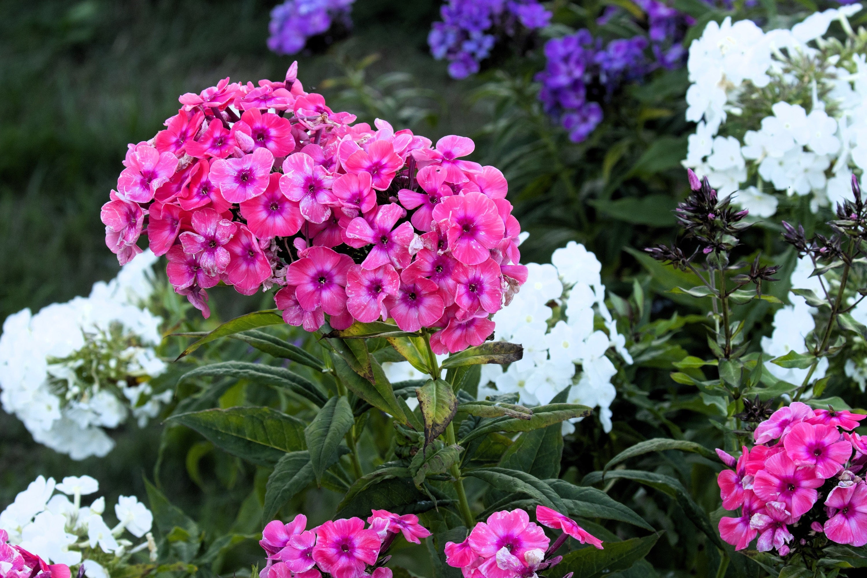 100 BRILLIANT PHLOX Drummondii Two Tone Pink Flower Seeds