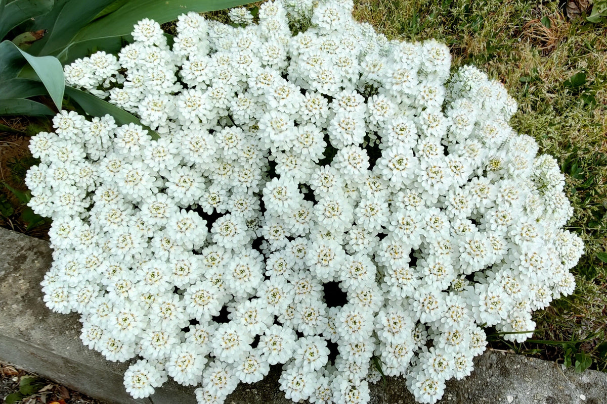 2000 Fairy DWARF MIX CANDYTUFT Iberis Umbellata Flower Seeds