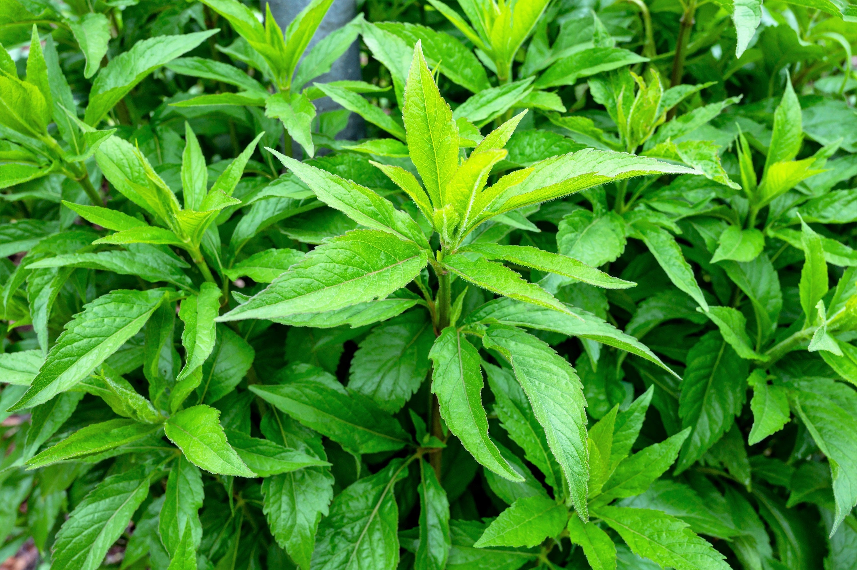 20 HEMP AGRIMONY Eupatorium Cannabinum Raspberries & Cream Flower Seeds