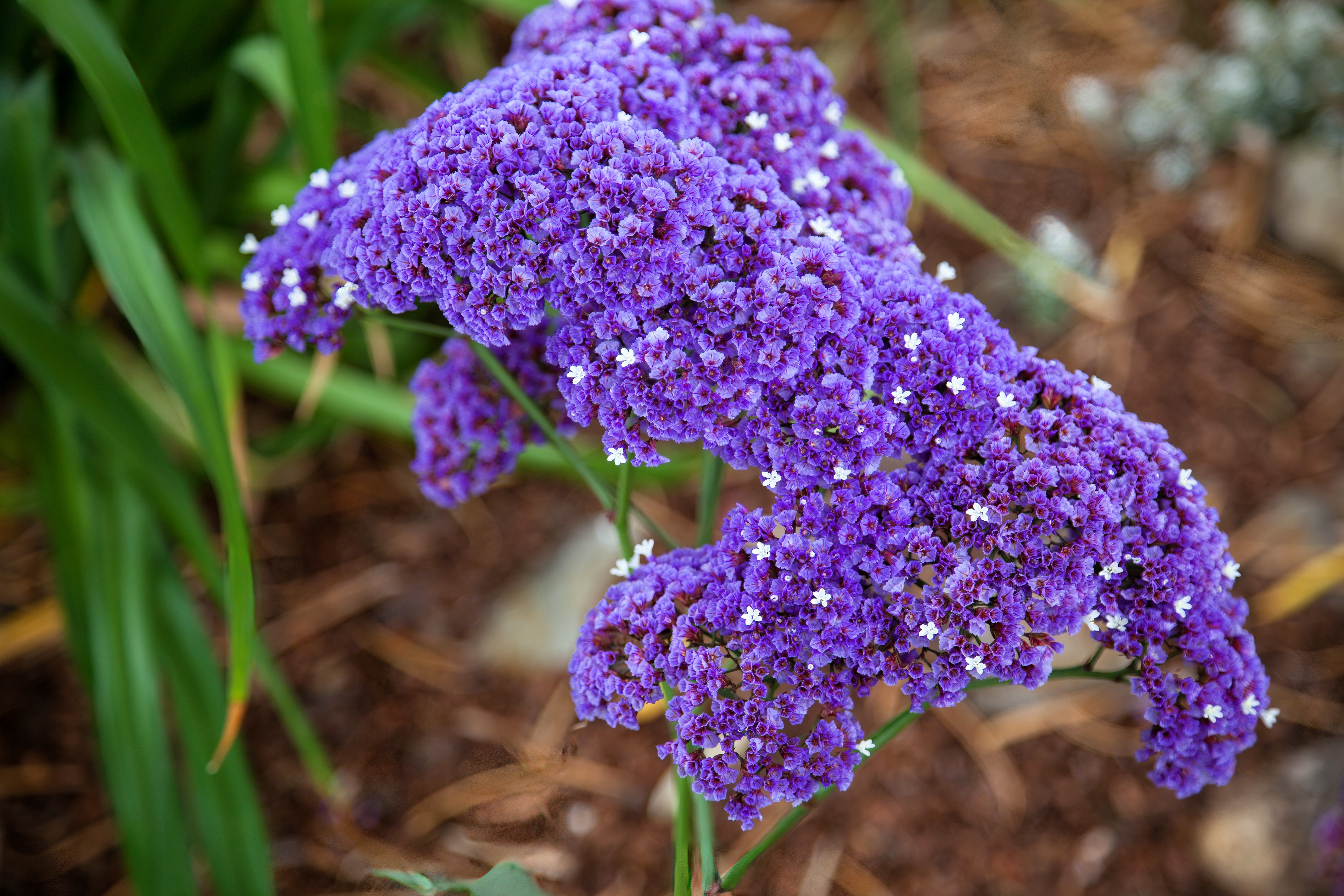 50 Purple STATICE / SEA LAVENDER Limonium Sinuatum Flower Seeds