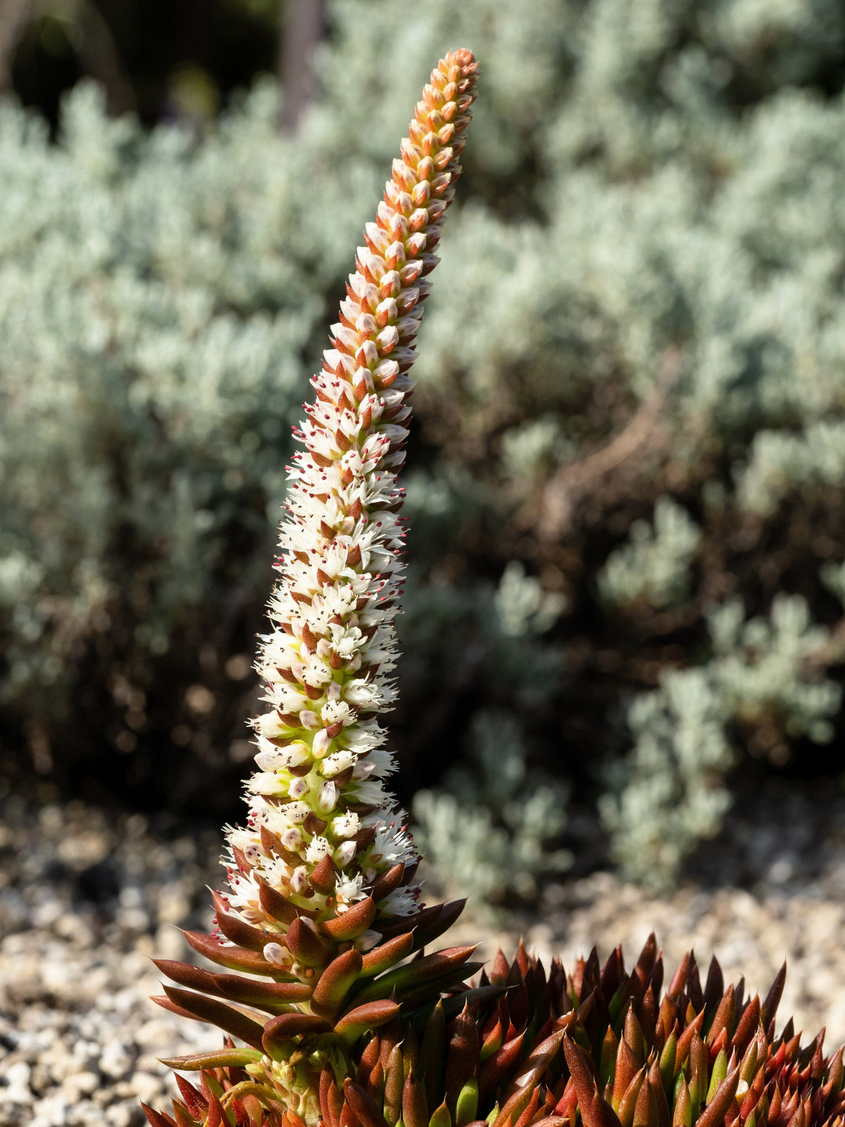 50 ROCK PINE Orostachys Japonica Multicolored Succulent Pink Flower Houseplant Seeds