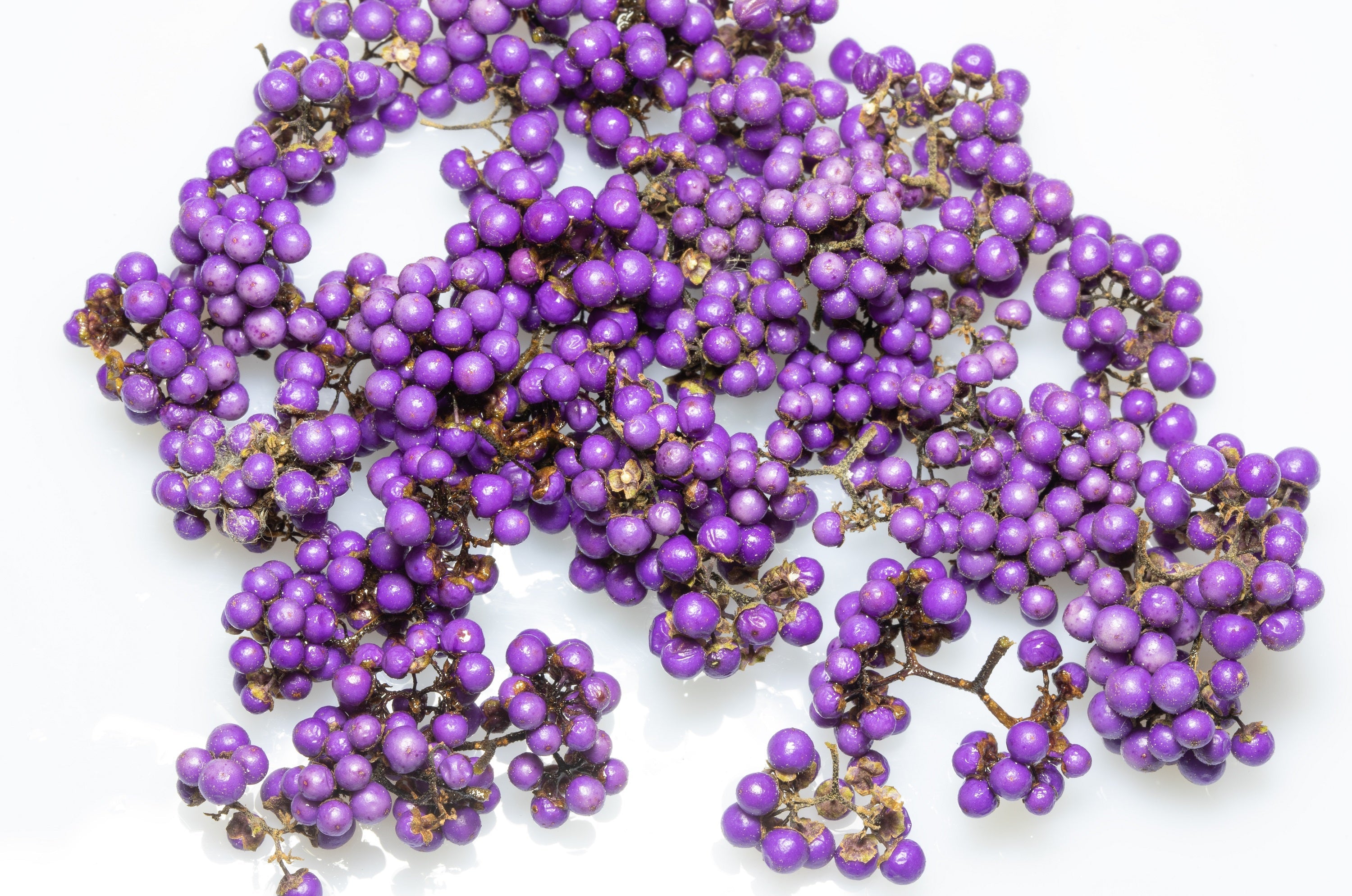 40 American PURPLE BEAUTYBERRY Shrub Flower Callicarpa Americana Seeds