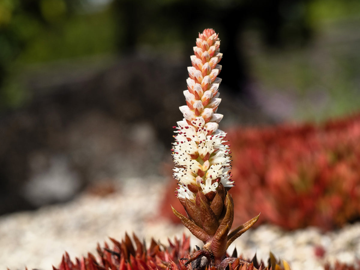 50 ROCK PINE Orostachys Japonica Multicolored Succulent Pink Flower Houseplant Seeds