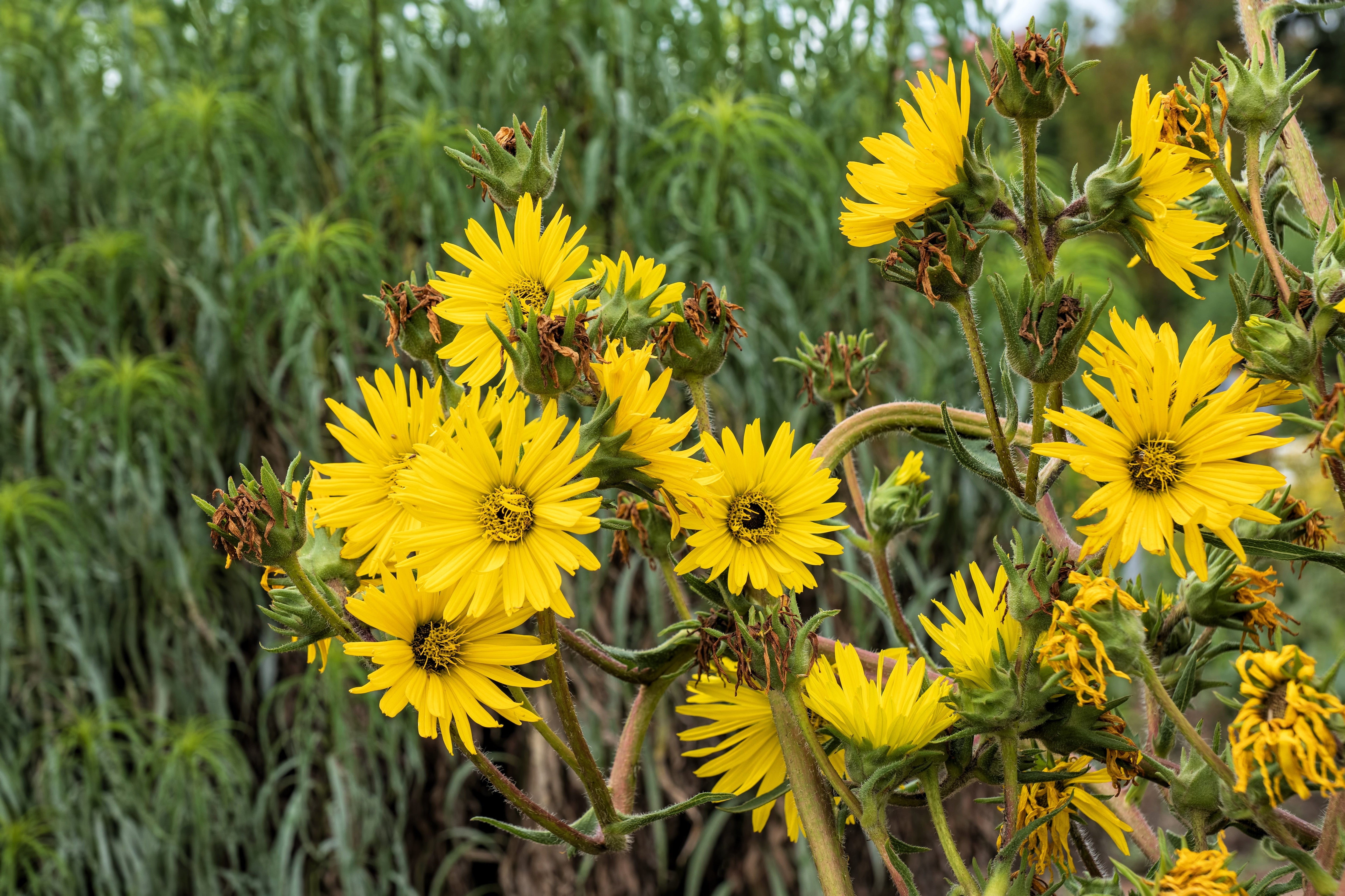 10 Yellow COMPASS PLANT Silphium Laciniatum Prairie Compassplant 4" Flower Seeds