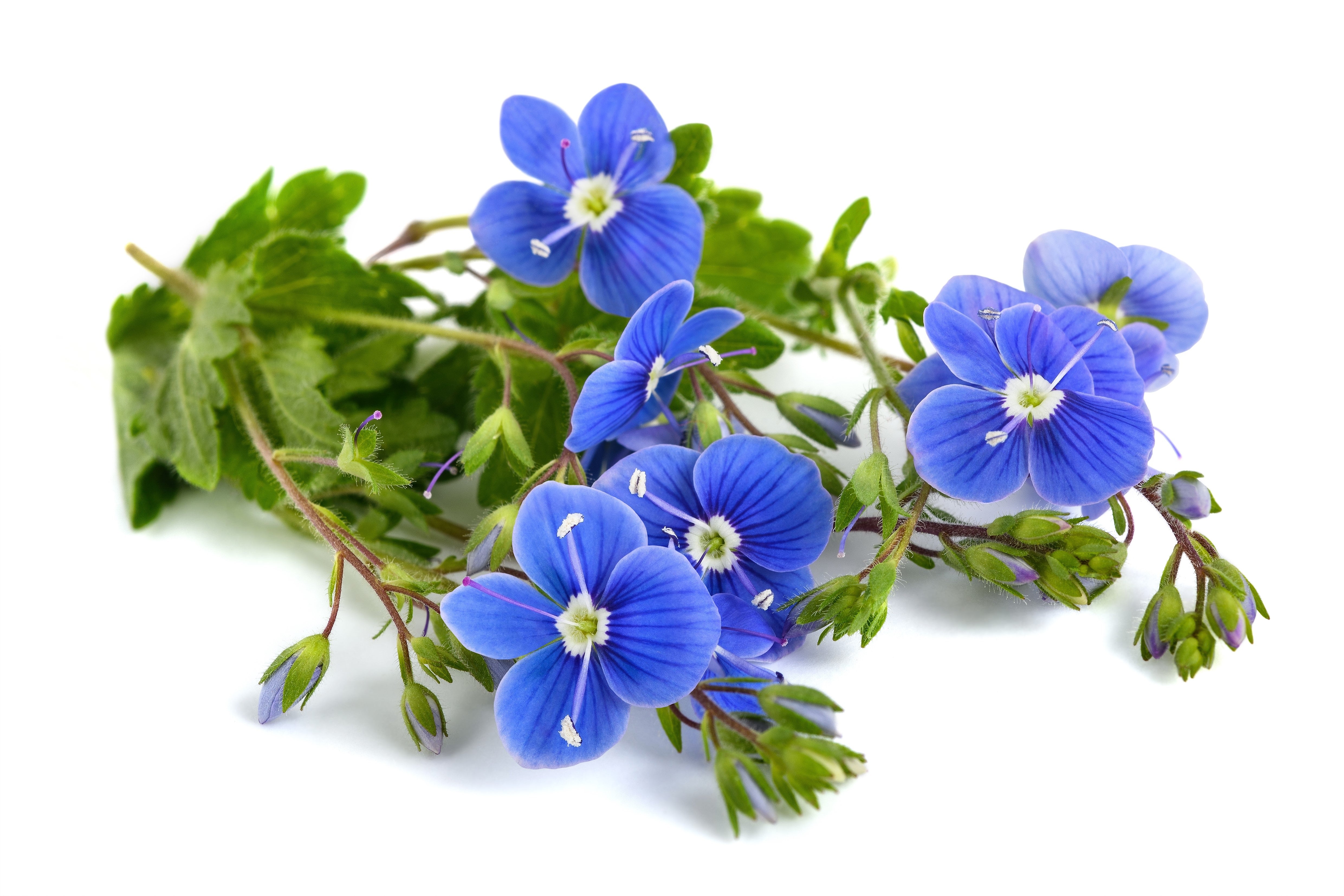 25 CREEPING BLUE SPEEDWELL Veronica Repens Groundcover Flower Seeds