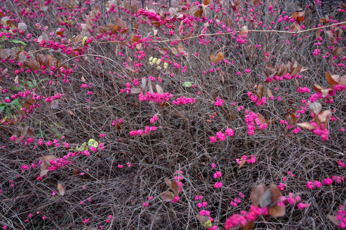 25 CORALBERRY Shrub Flower Pink Indian Currant Symphoricarpos Orbiculatus Seeds