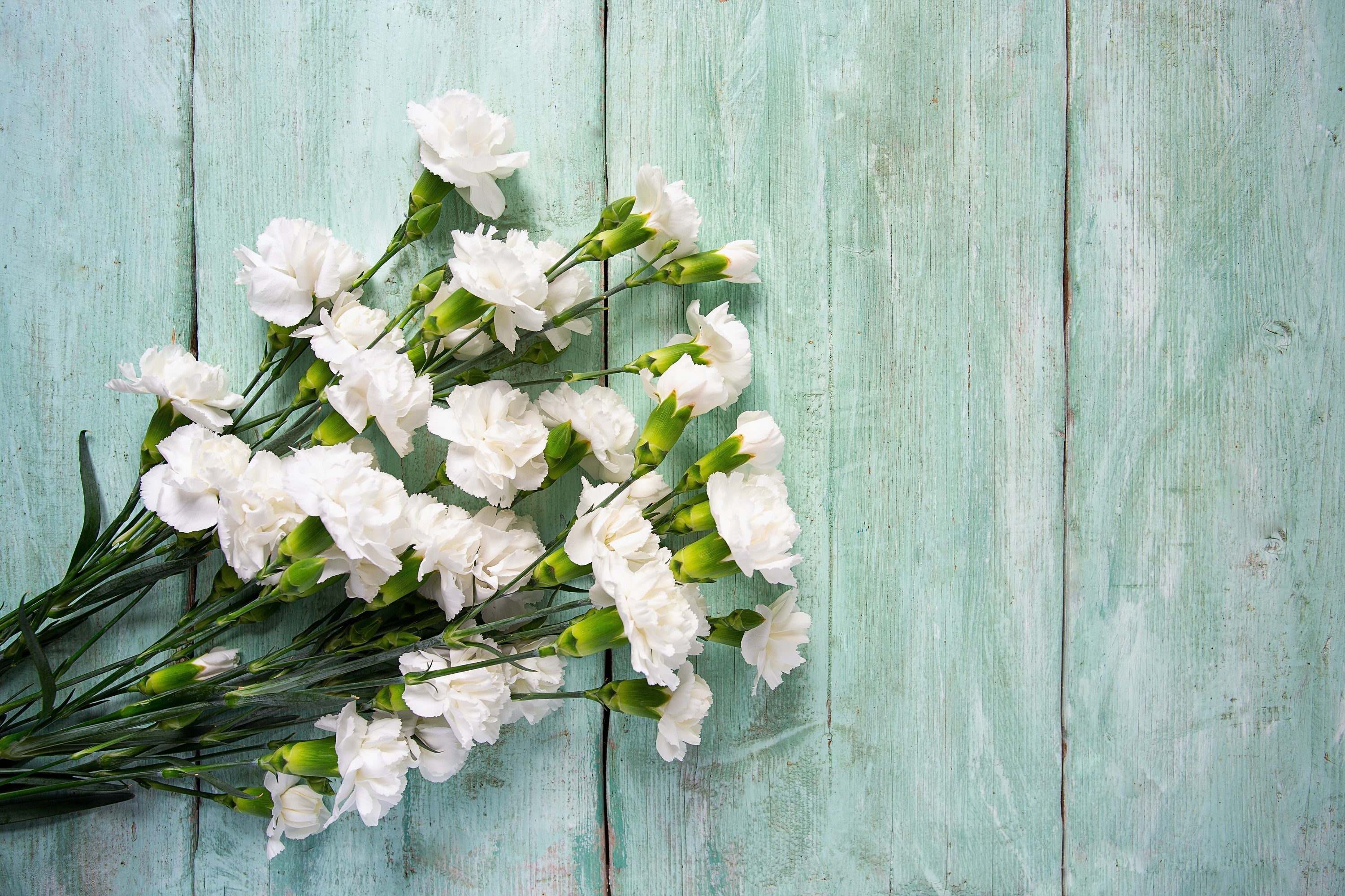 50 WHITE CARNATION Dianthus Caryophyllus Grenadin Flower Seeds