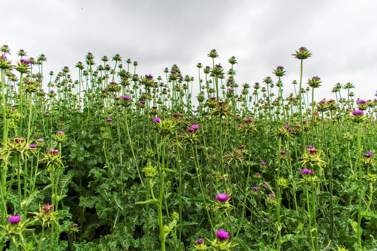 100 ORGANIC Blessed MILK THISTLE Silybum Marianum Hummingbird Purple Flower Seeds