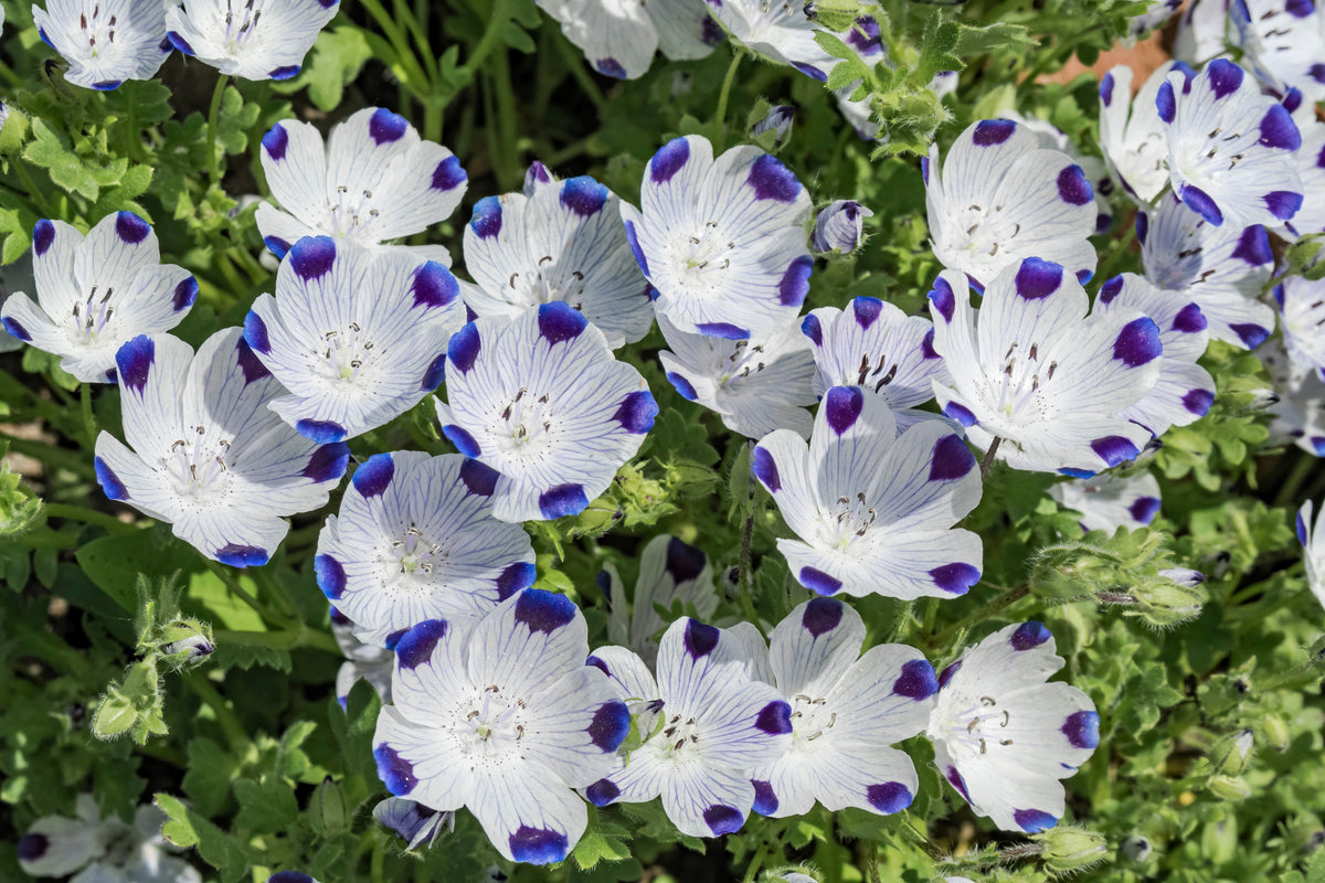 750 FIVE SPOT Nemophila Maculata White & Purple Flower Seeds