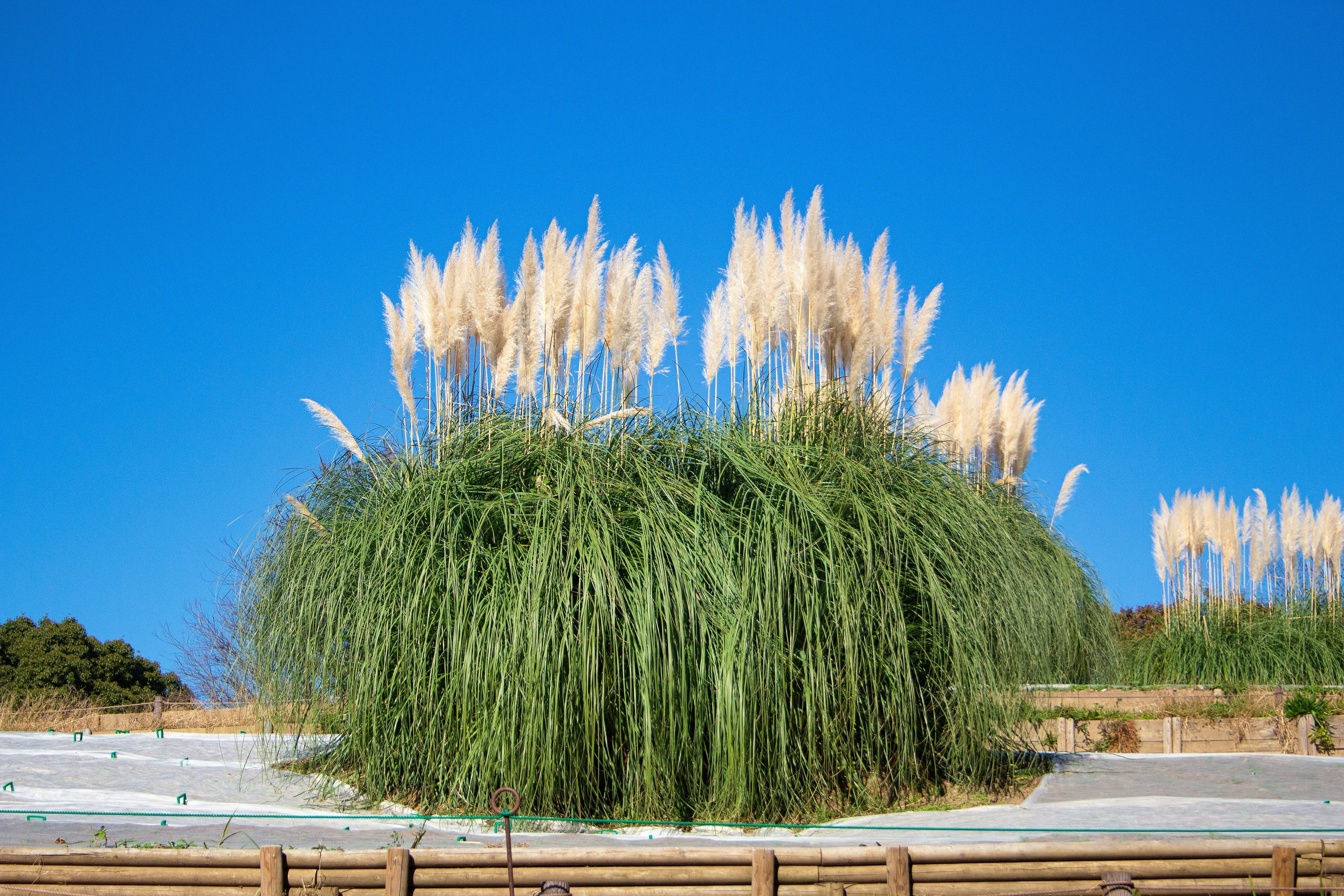 200 WHITE PAMPAS GRASS Cortaderia Selloana Ornamental Flower Seeds