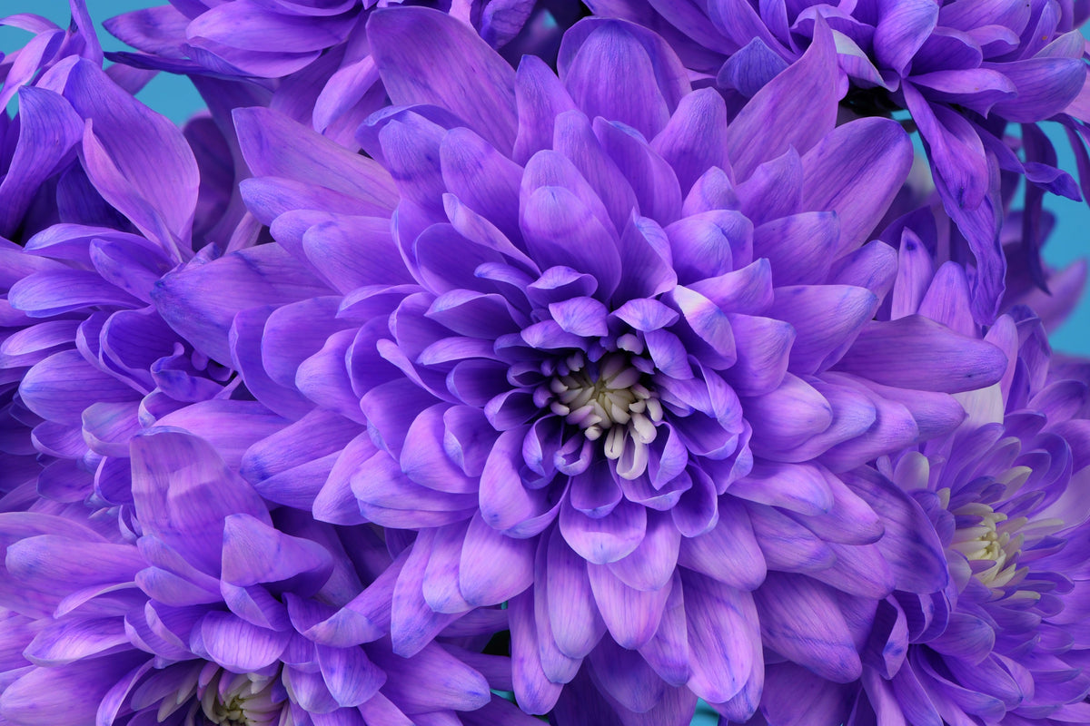 50 Mixed Colors INDIAN CHRYSANTHEMUM Indicum Hardy Mum Double Red Yellow Pink Orange Purple Bicolor Flower Seeds
