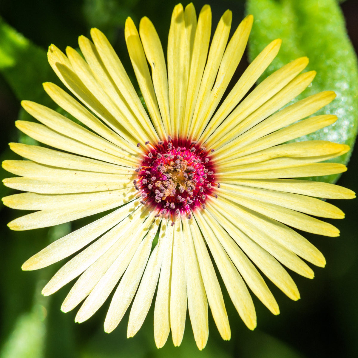 100 Gelato YELLOW ICE PLANT Mesembryanthemum Daisy Livingstone Succulent Flower Seeds