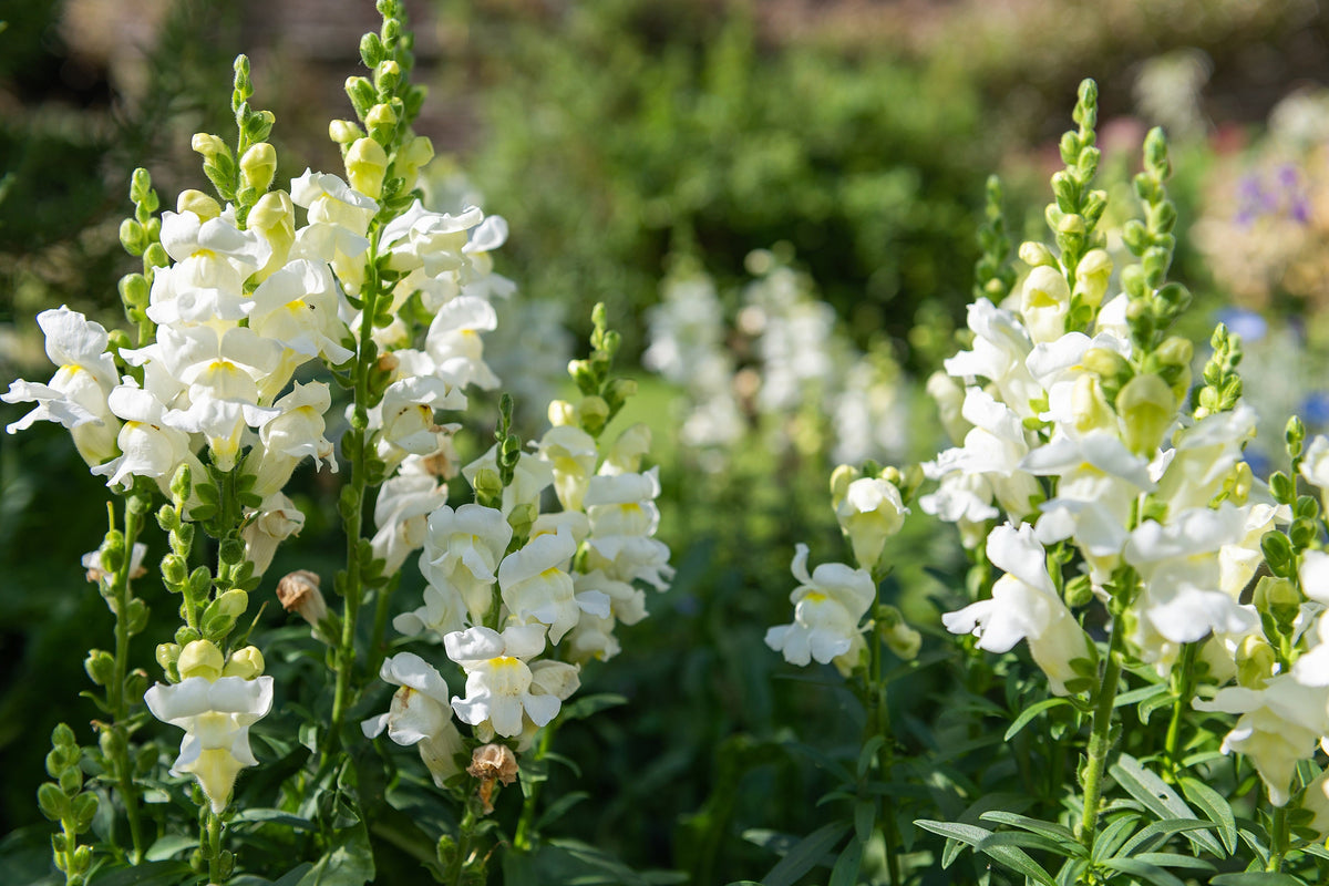 250 WHITE SNOWFLAKE SNAPDRAGON Antirrhinum Majus Flower Seeds