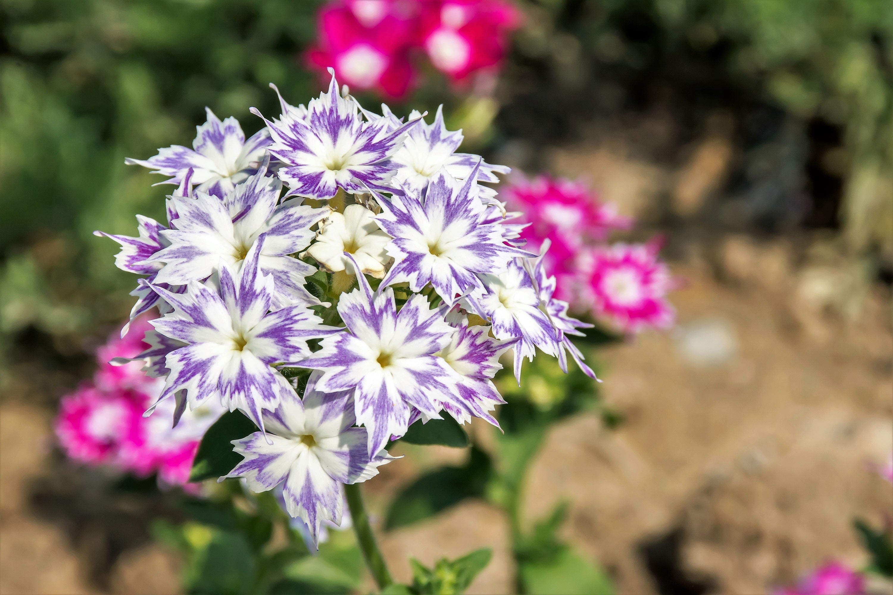 100 TWINKLE DWARF PHLOX Drummondii Cuspidata var. Stellaris Star Mix Two Tone Mixed Colors Pink Purple Red White Flower Seeds