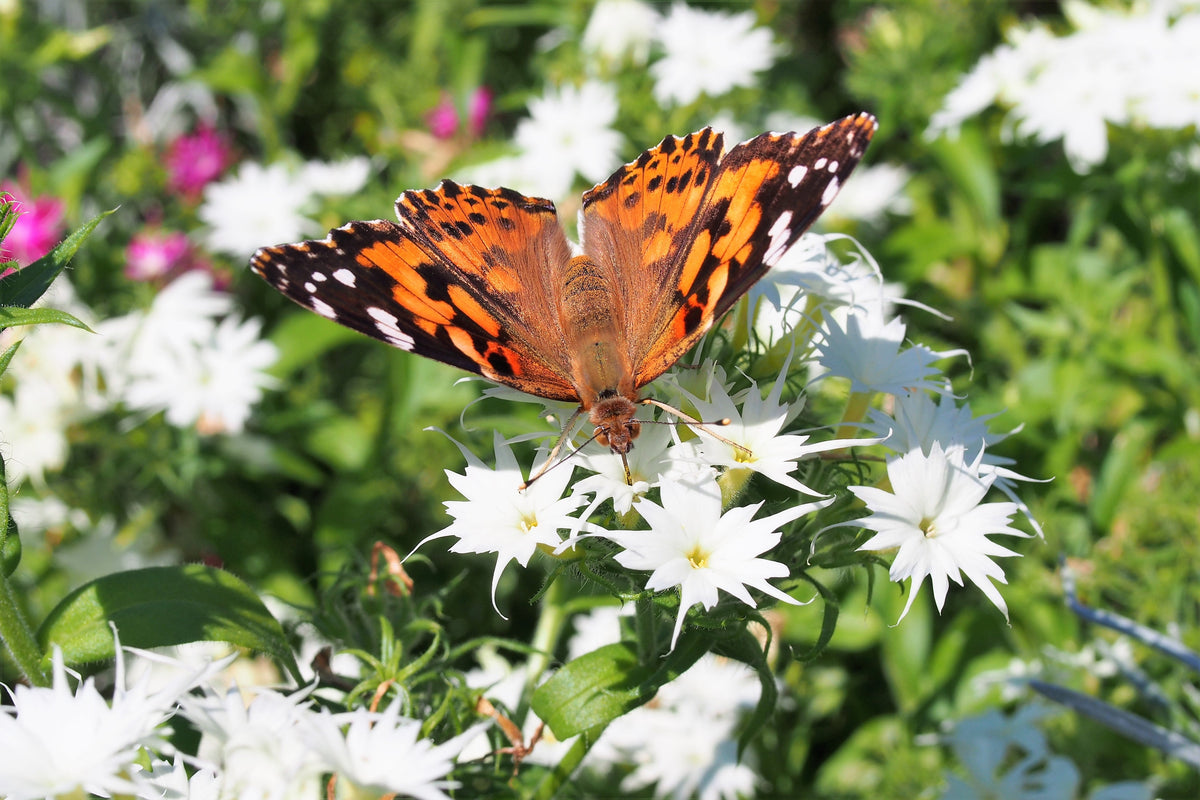 100 TWINKLE DWARF PHLOX Drummondii Cuspidata var. Stellaris Star Mix Two Tone Mixed Colors Pink Purple Red White Flower Seeds