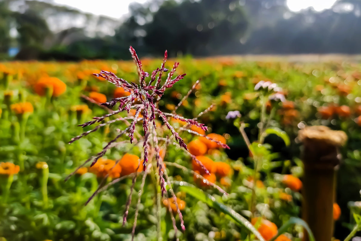 100 PURPLETOP GRASS Purple Tall Red Top Ornamental Triodia Flava Seeds