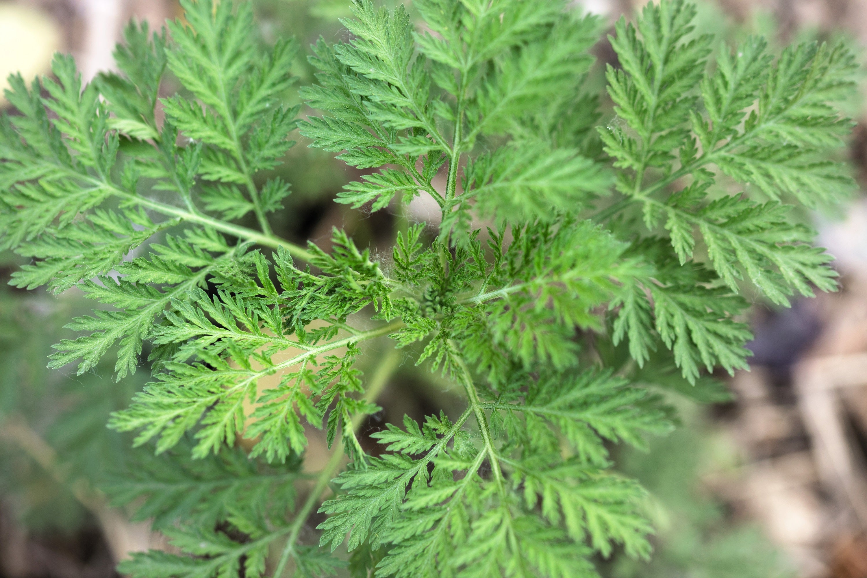 1000 SWEET WORMWOOD Artemisia Annua Sweet Annie Mugwort Sagewort Fragrant Herb Seeds