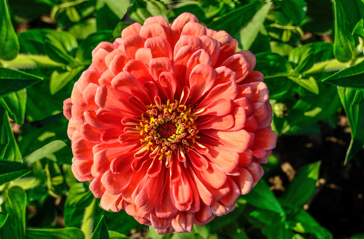 250 SALMON QUEEN ZINNIA Elegans California Giant Double Flower Seeds