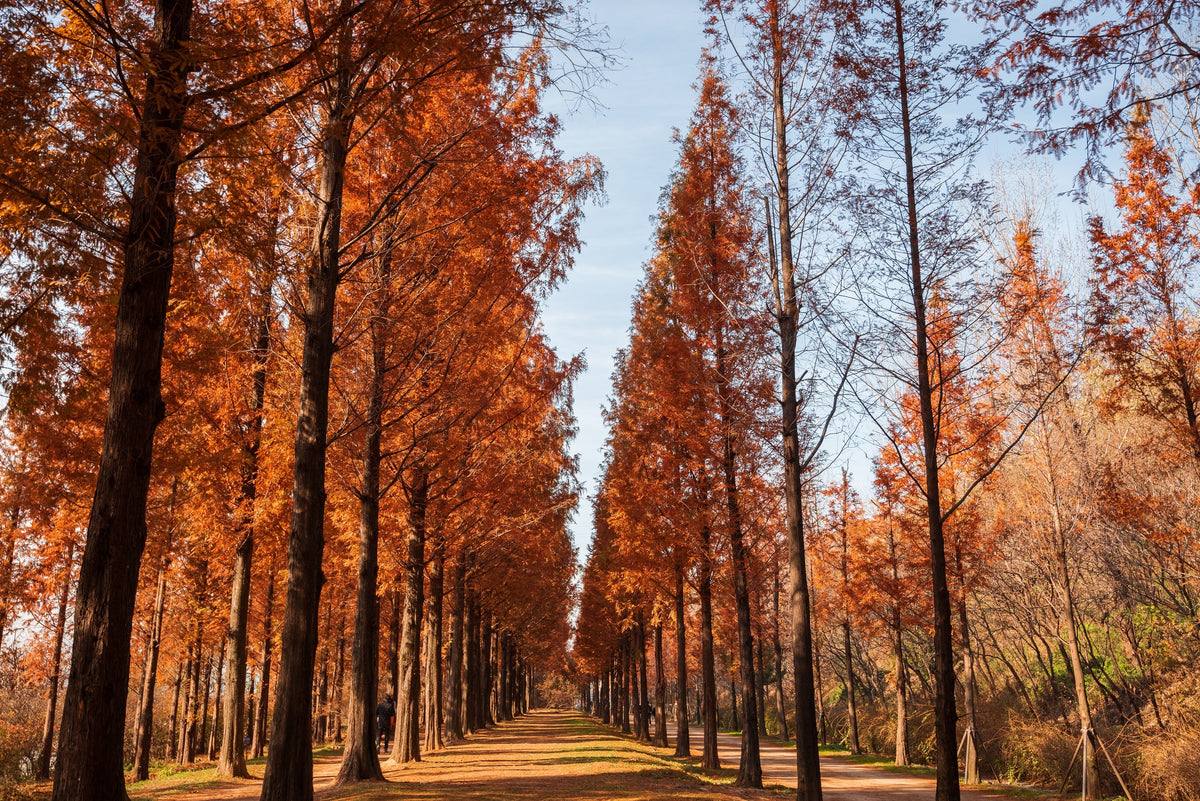 20 DAWN REDWOOD Tree Metasequoia Glyptostroboides Conifer Seeds