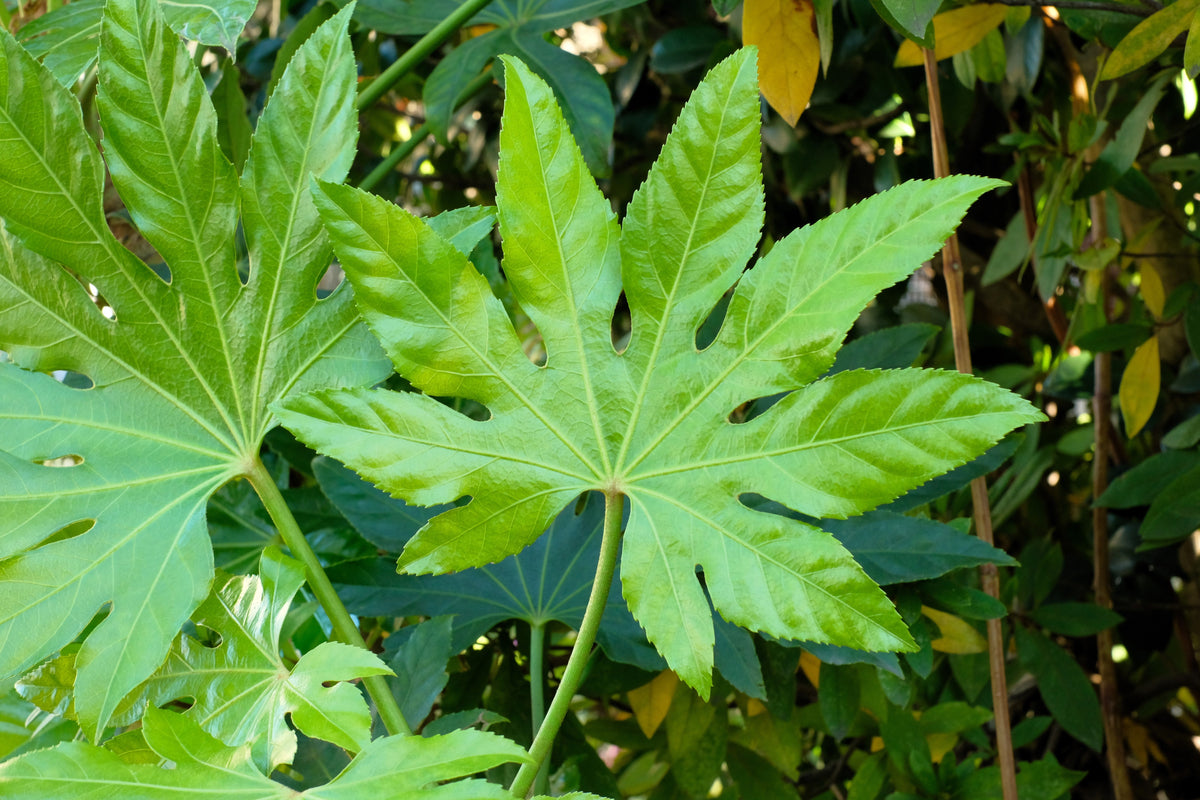 10 JAPANESE FATSI Shrub Flower Paperplant Fatsia Aralia Japonica Seeds