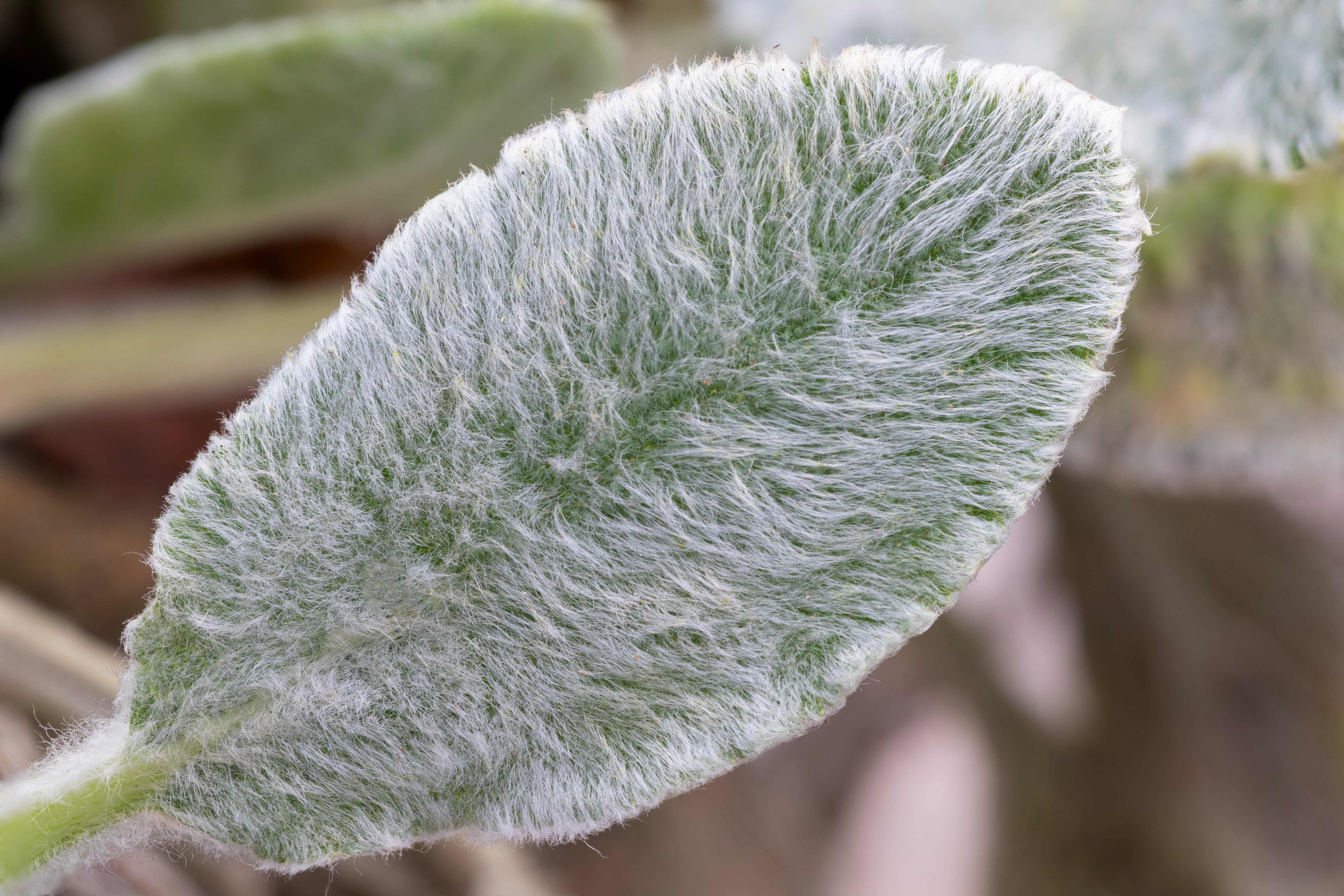100 Wolly LAMBS EAR Stachys Byzantina Silvery Fuzzy Leaves Purple Flower Seeds