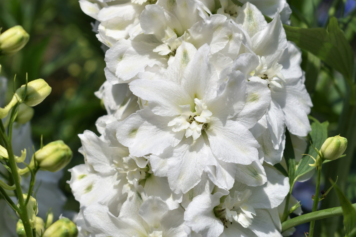 150 WHITE KING LARKSPUR Delphinium Consolida Giant Imperial Flower Seeds