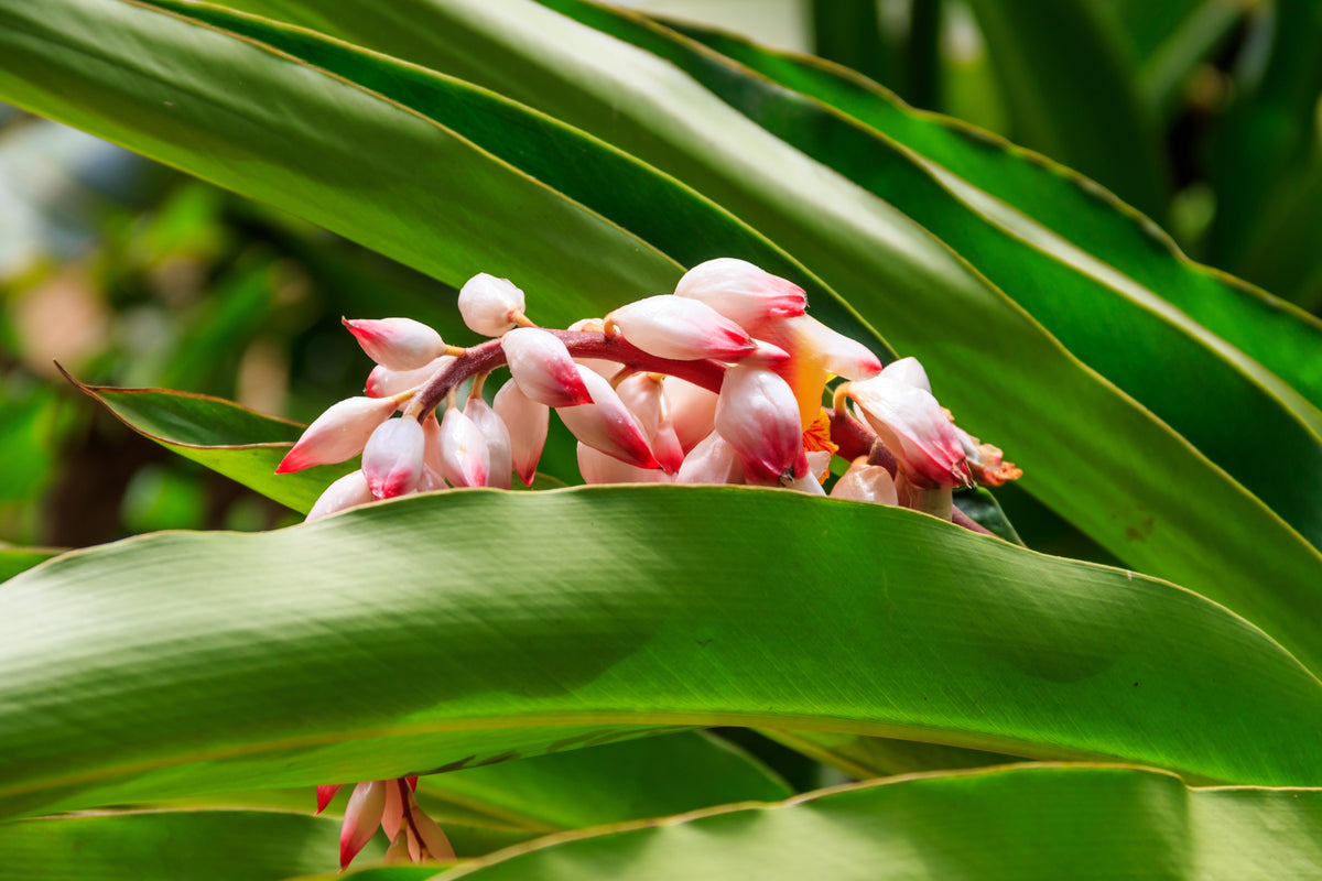 5 CARDAMON CARDAMOM Elettaria Cardamomum HERB Flower Shrub Tree Seeds