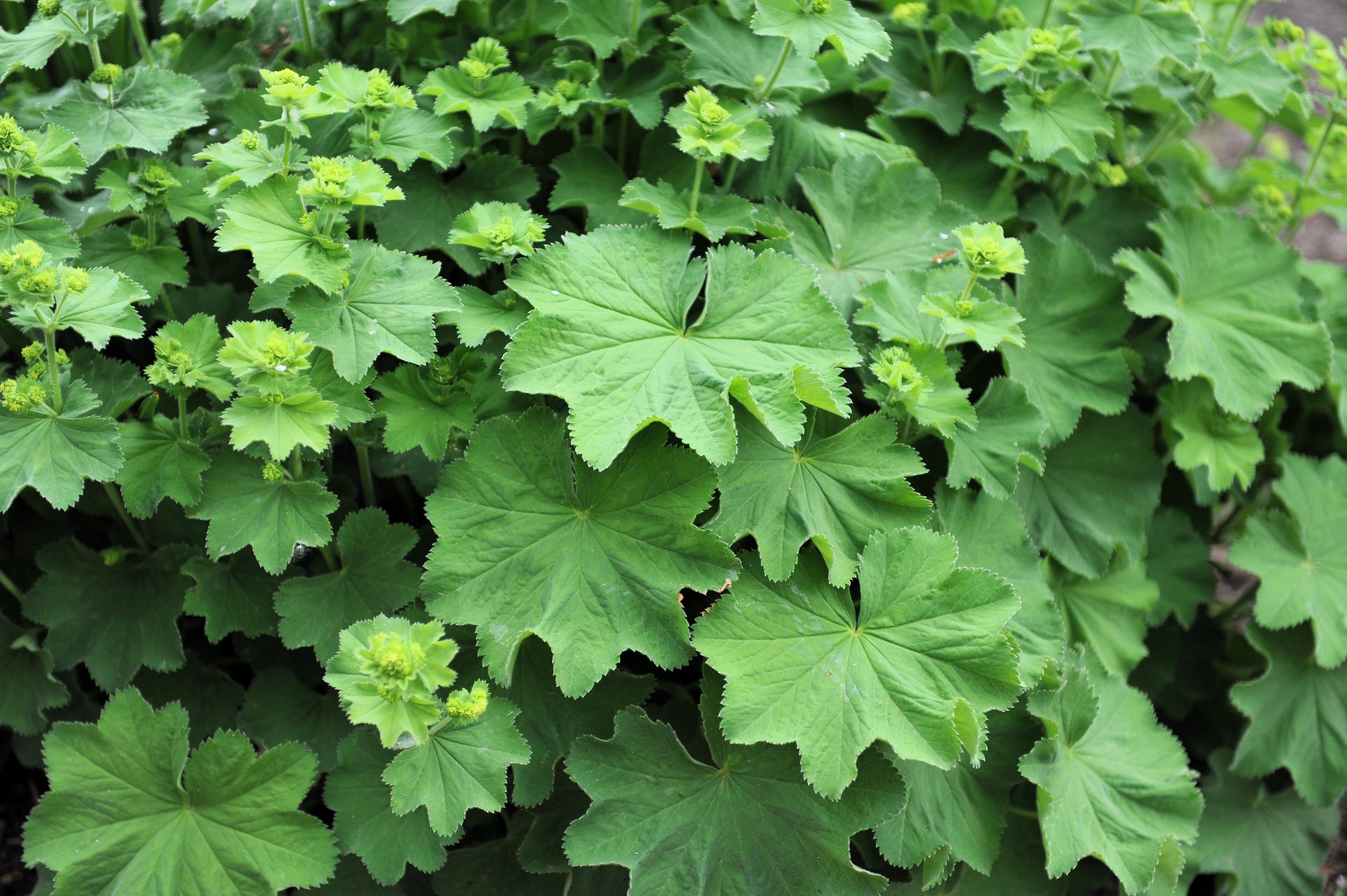 100 LADYS MANTLE Alchemilla Mollis Flower Seeds