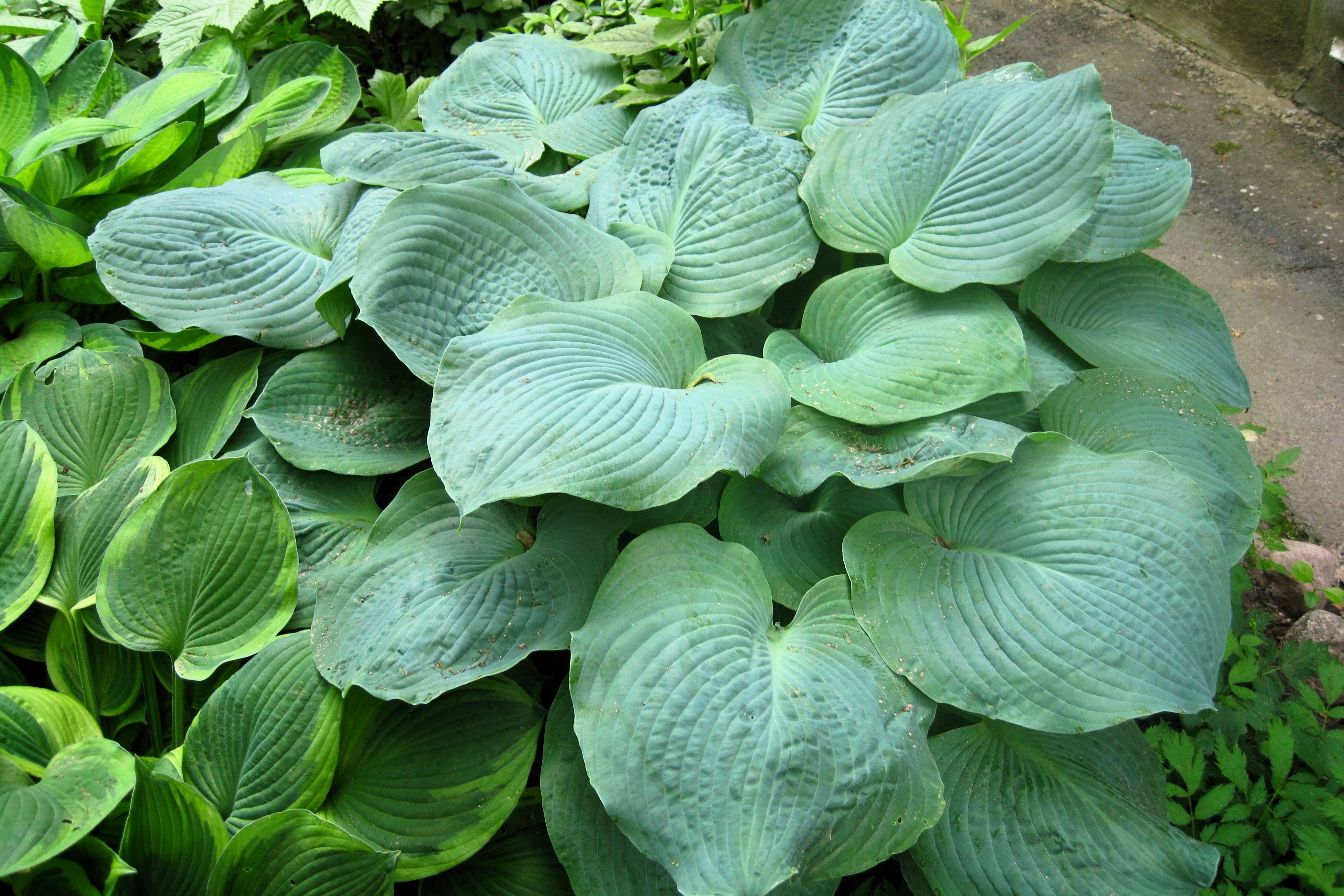 10 HOSTA ELEGANS Shade Lover Flower Seeds