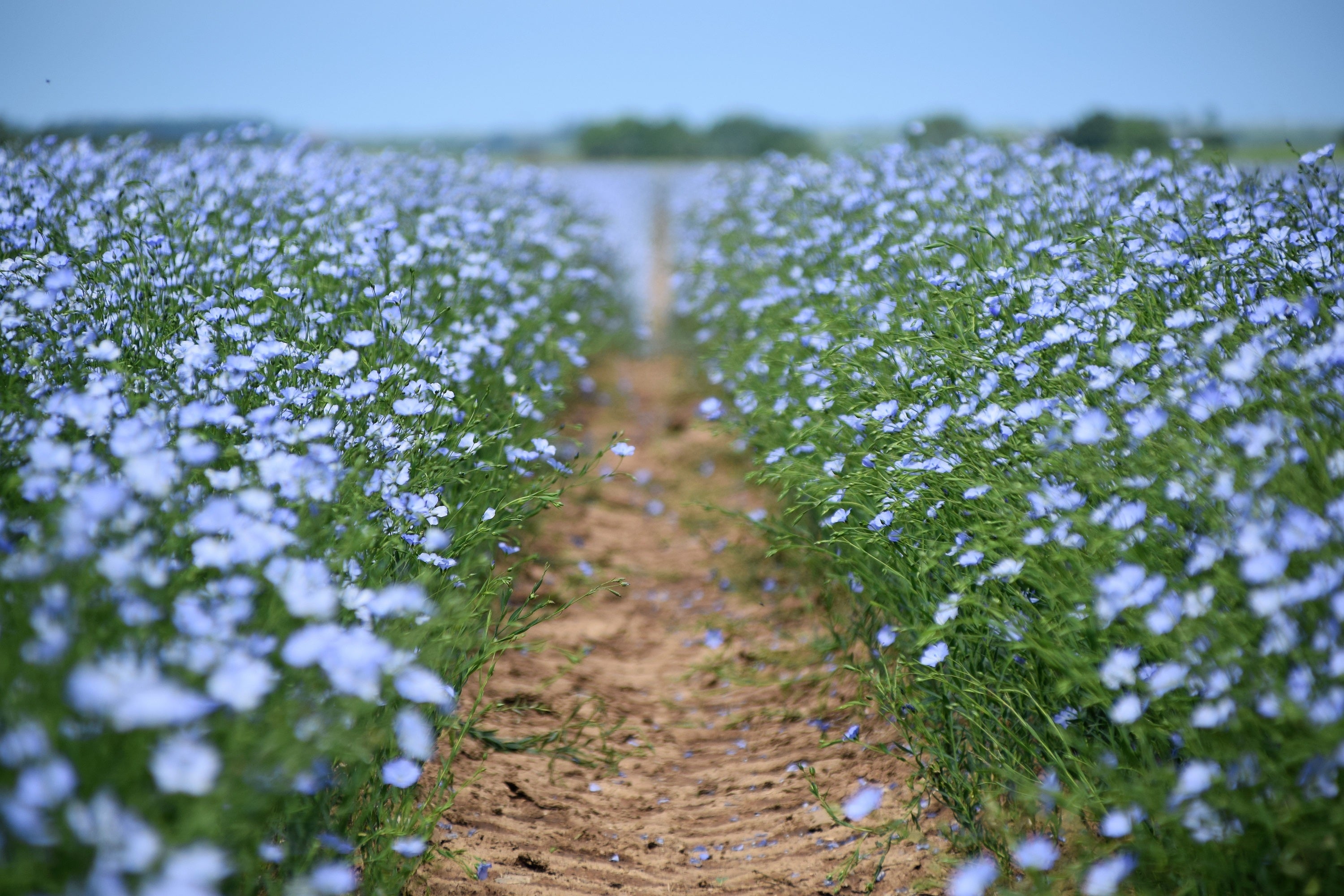 100 BLUE FLAX (Prairie Flax / Lewis Blue Flax) Linum Perenne Lewisii Flower Seeds