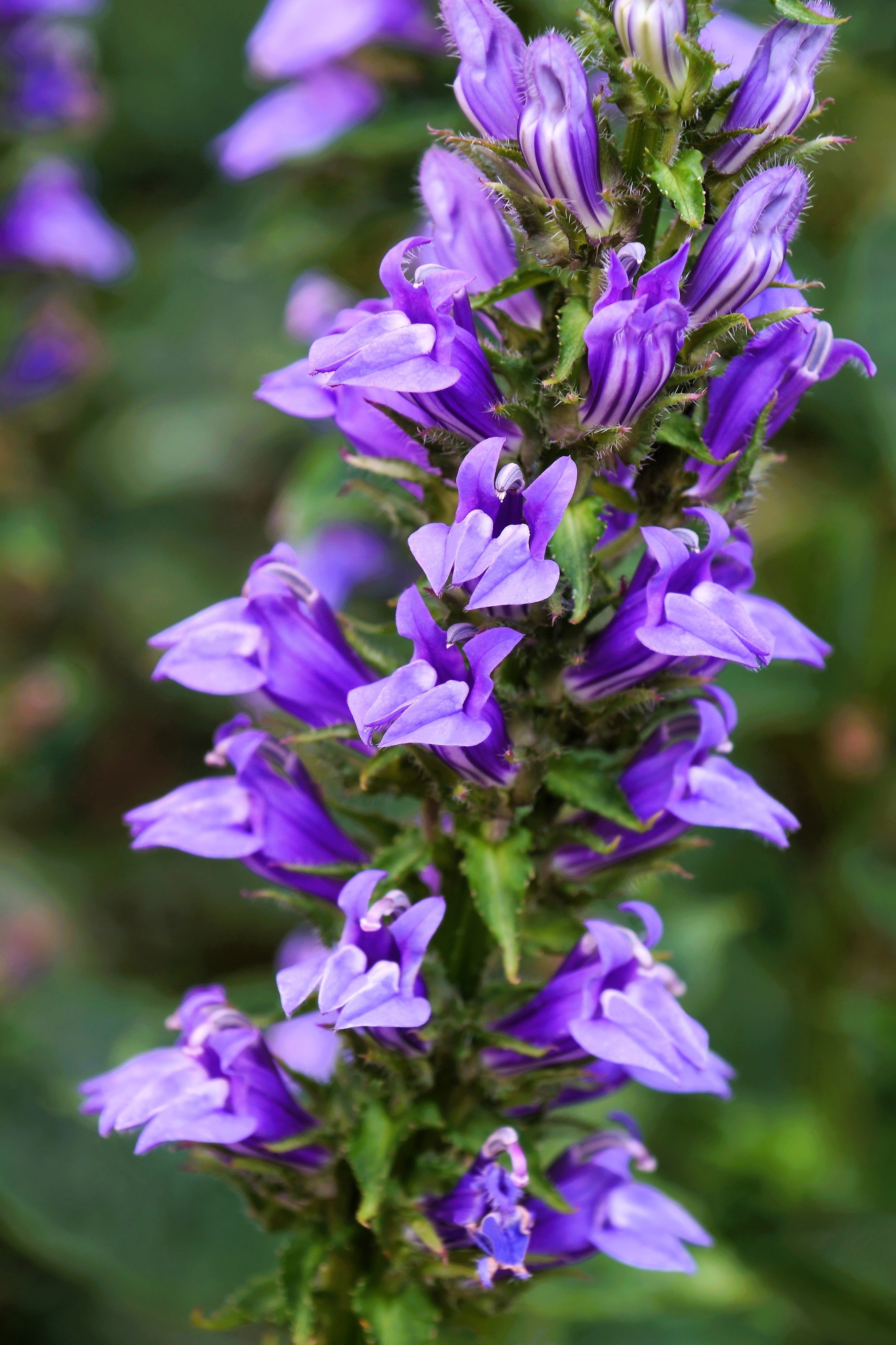 500 GREAT BLUE LOBELIA Lobelia Siphilitica Flower Seeds