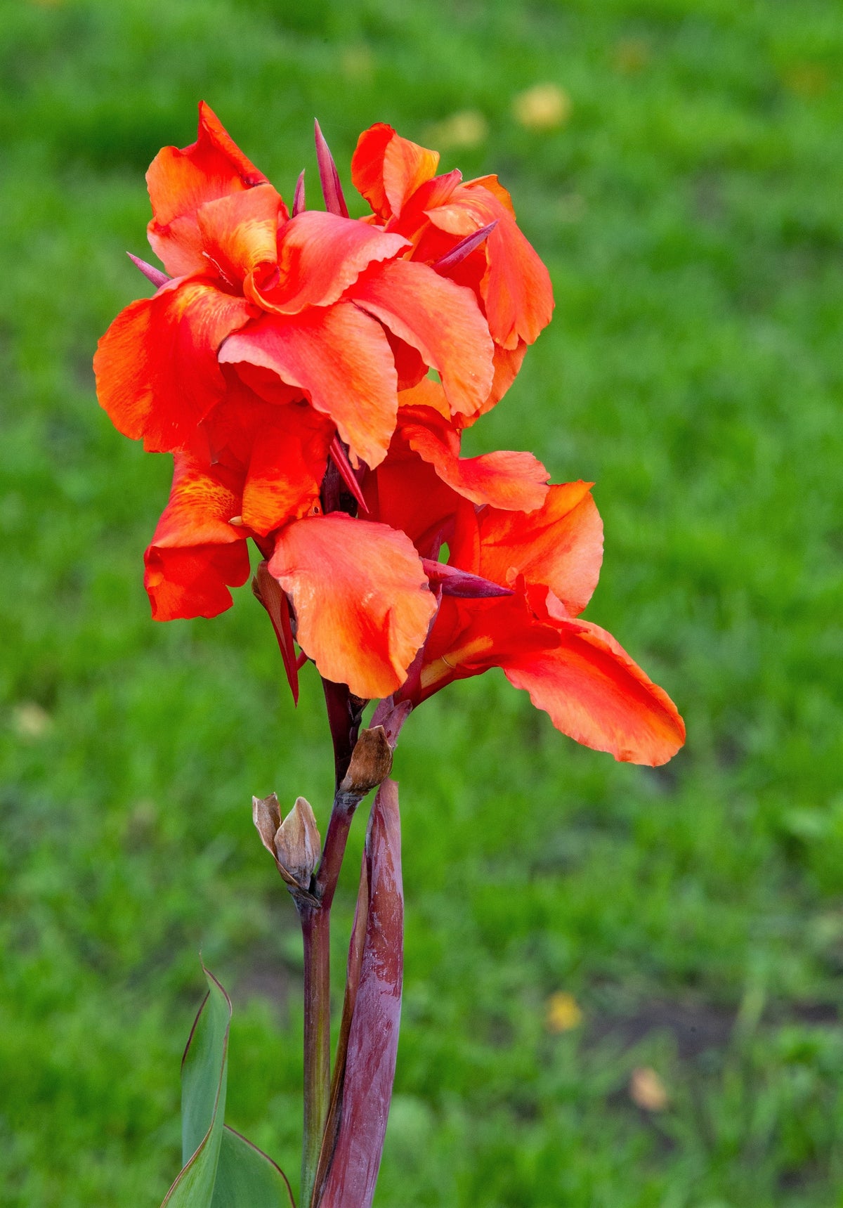 5 ORANGE CANNA LILY Indian Shot Arrowroot Canna Indica Flower Seeds