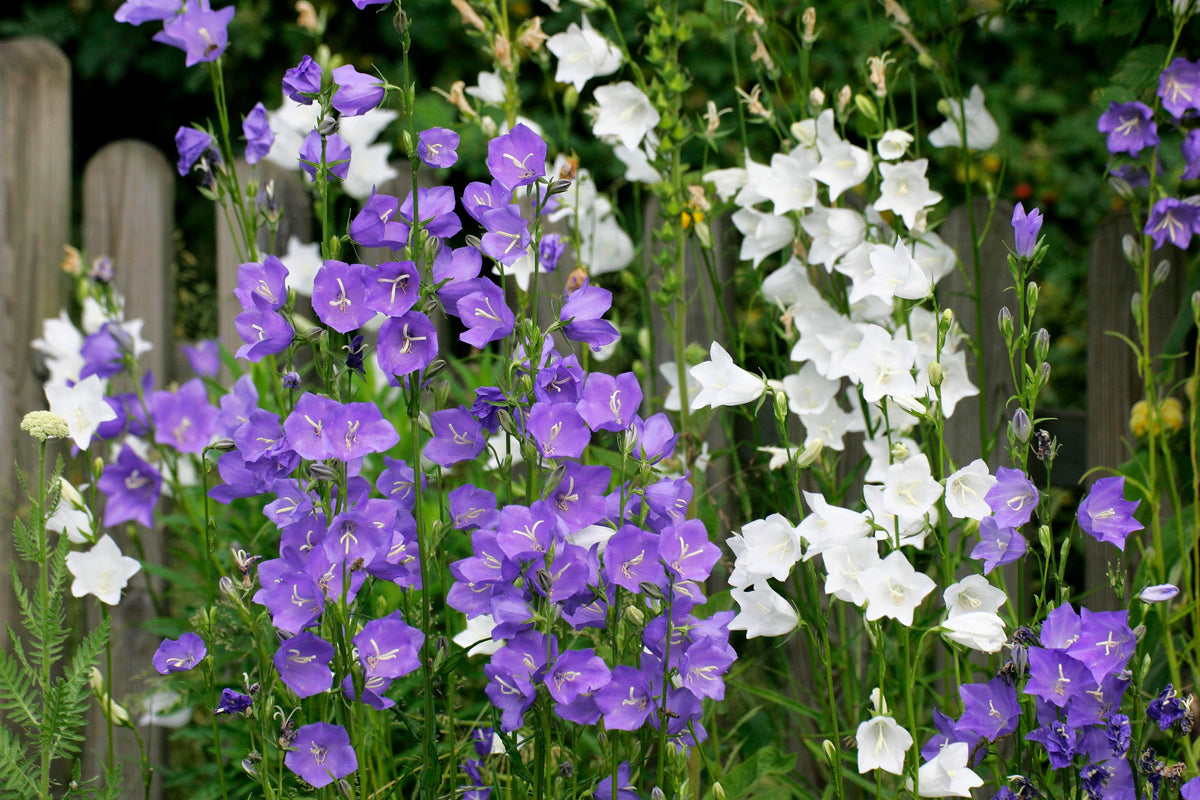 500 TELHAM BEAUTY BELLFLOWER Blue Peach Leaved Campanula Persicifolia Flower Seeds