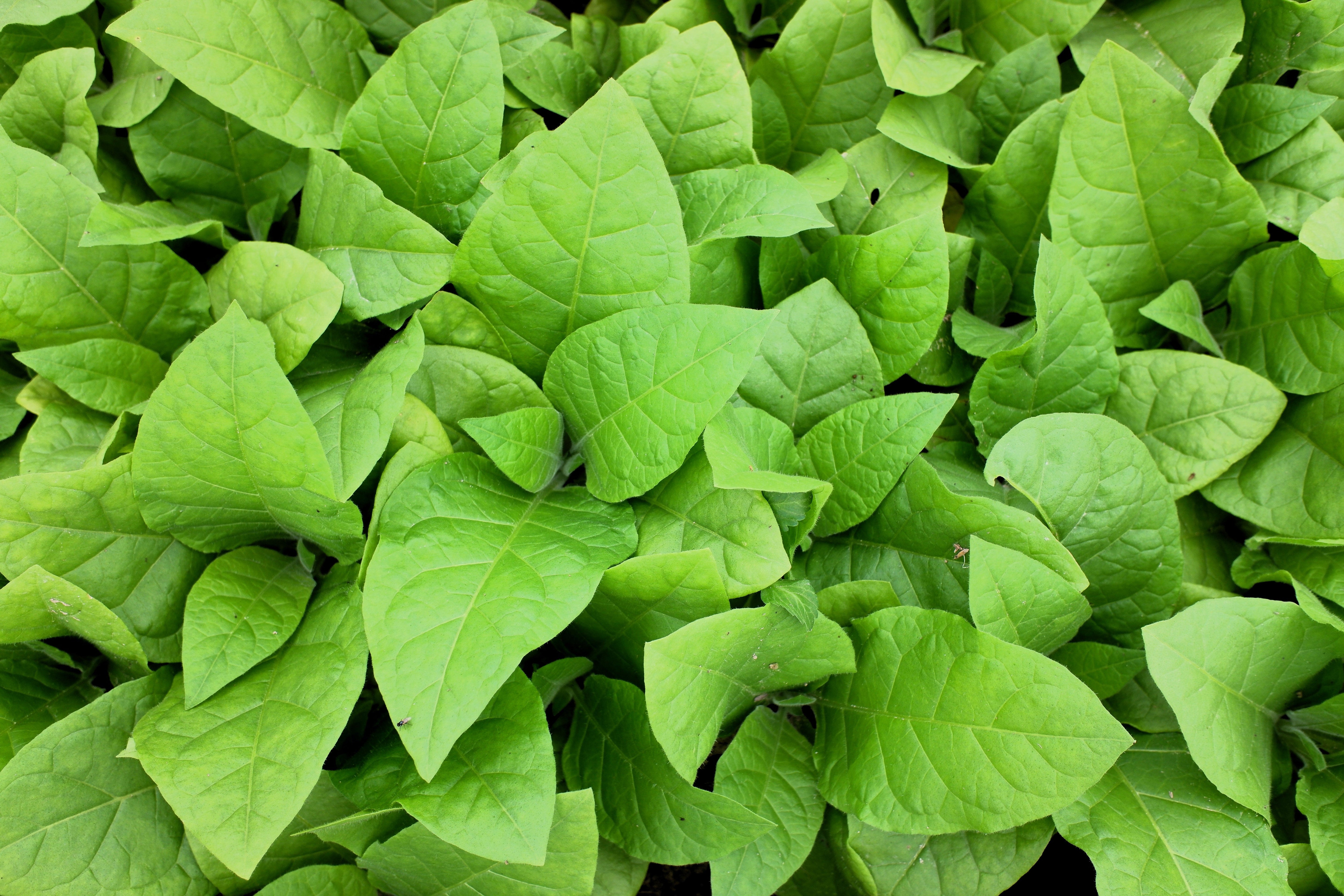250 AZTEC TOBACCO Midewiwan Sacred Nicotiana Rustica Yellow Flower Herb Seeds