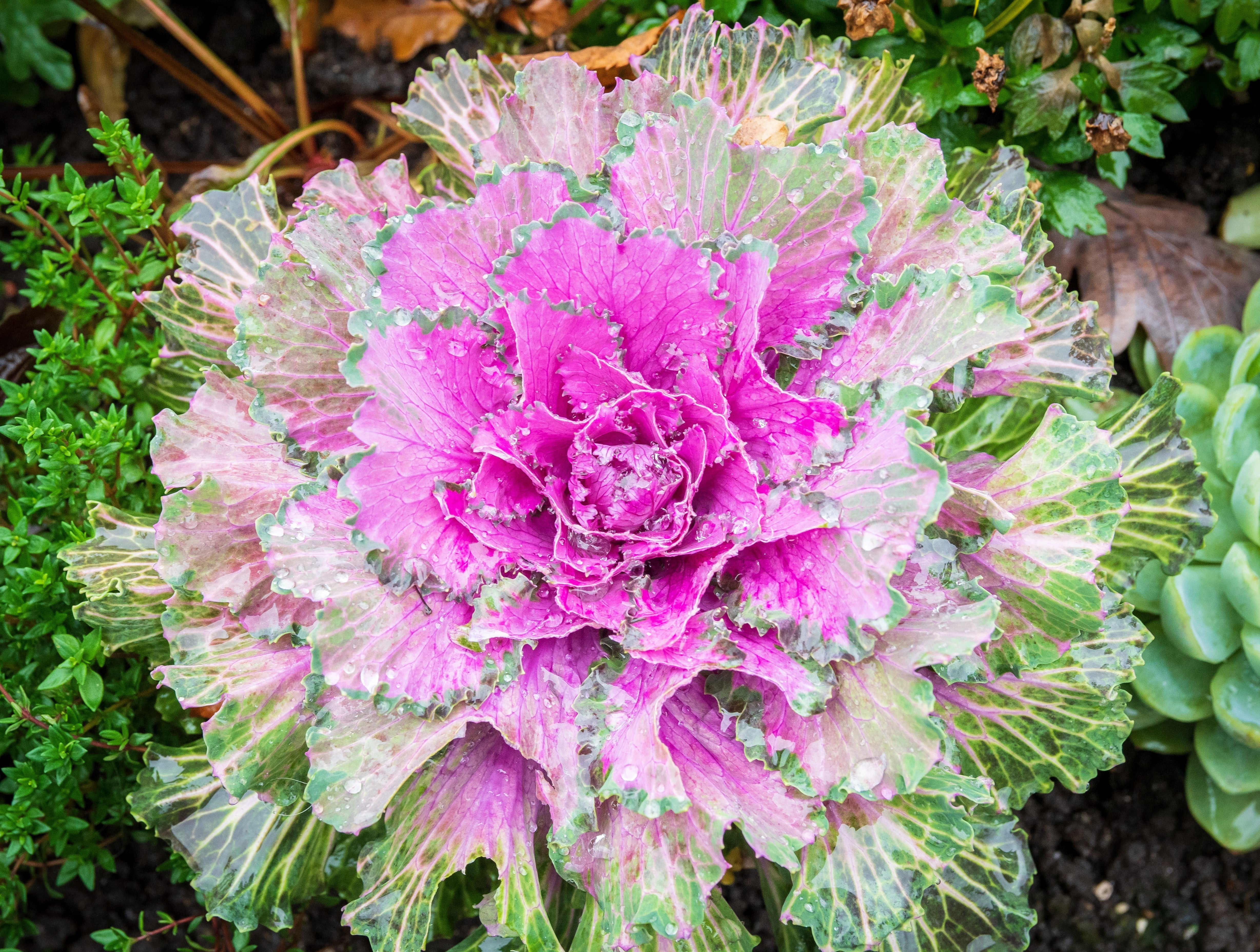 60 ORNAMENTAL KALE MIXED Colors Brassica Oleracea Flower Seeds